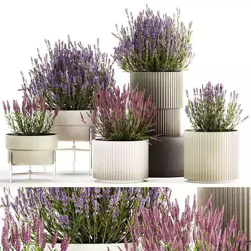 Set of flower bushes of lavender and Salvia in pots 1193 3D model