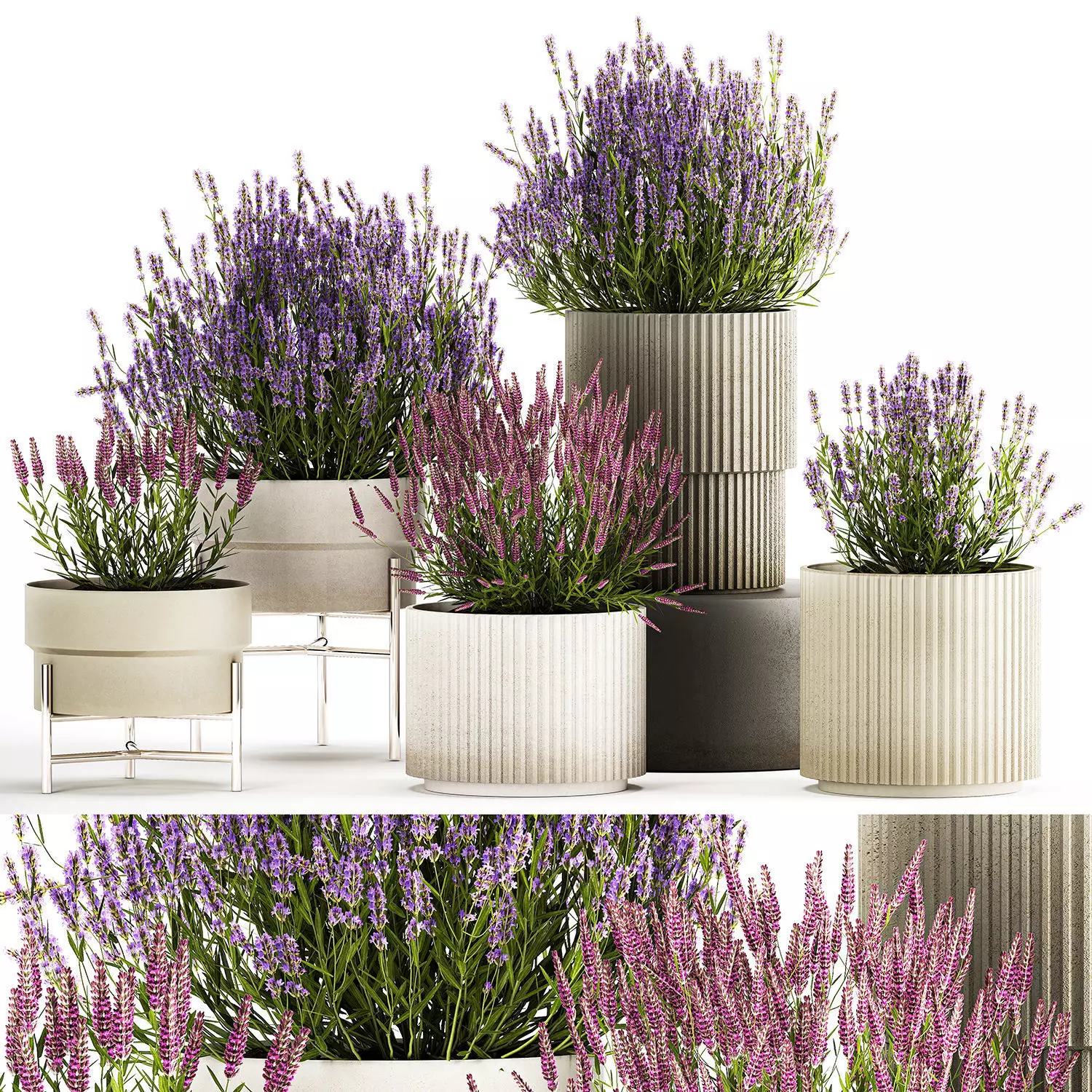 Set of flower bushes of lavender and Salvia in pots 1193 3D model_0