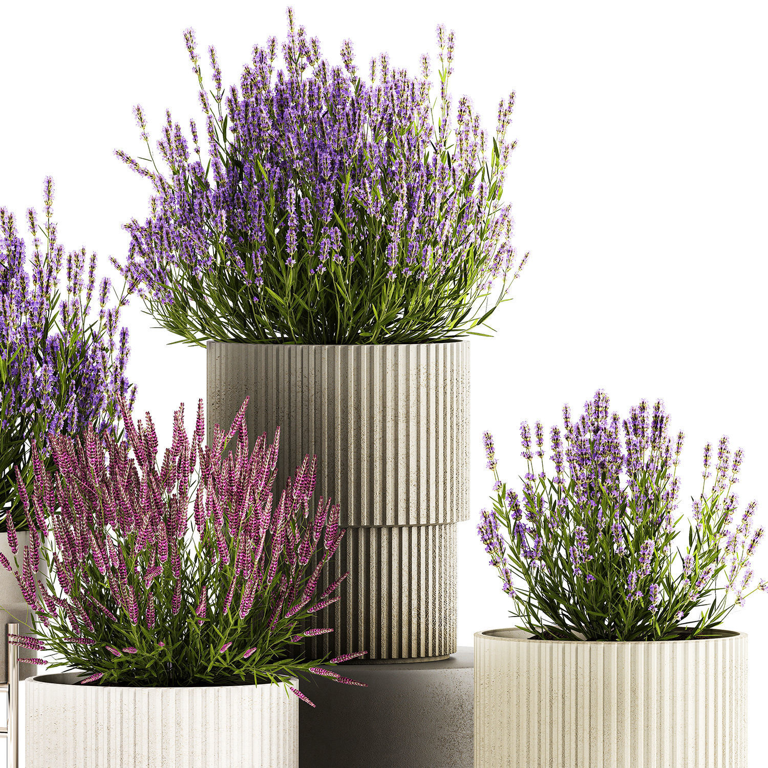 Set of flower bushes of lavender and Salvia in pots 1193 3D model_5