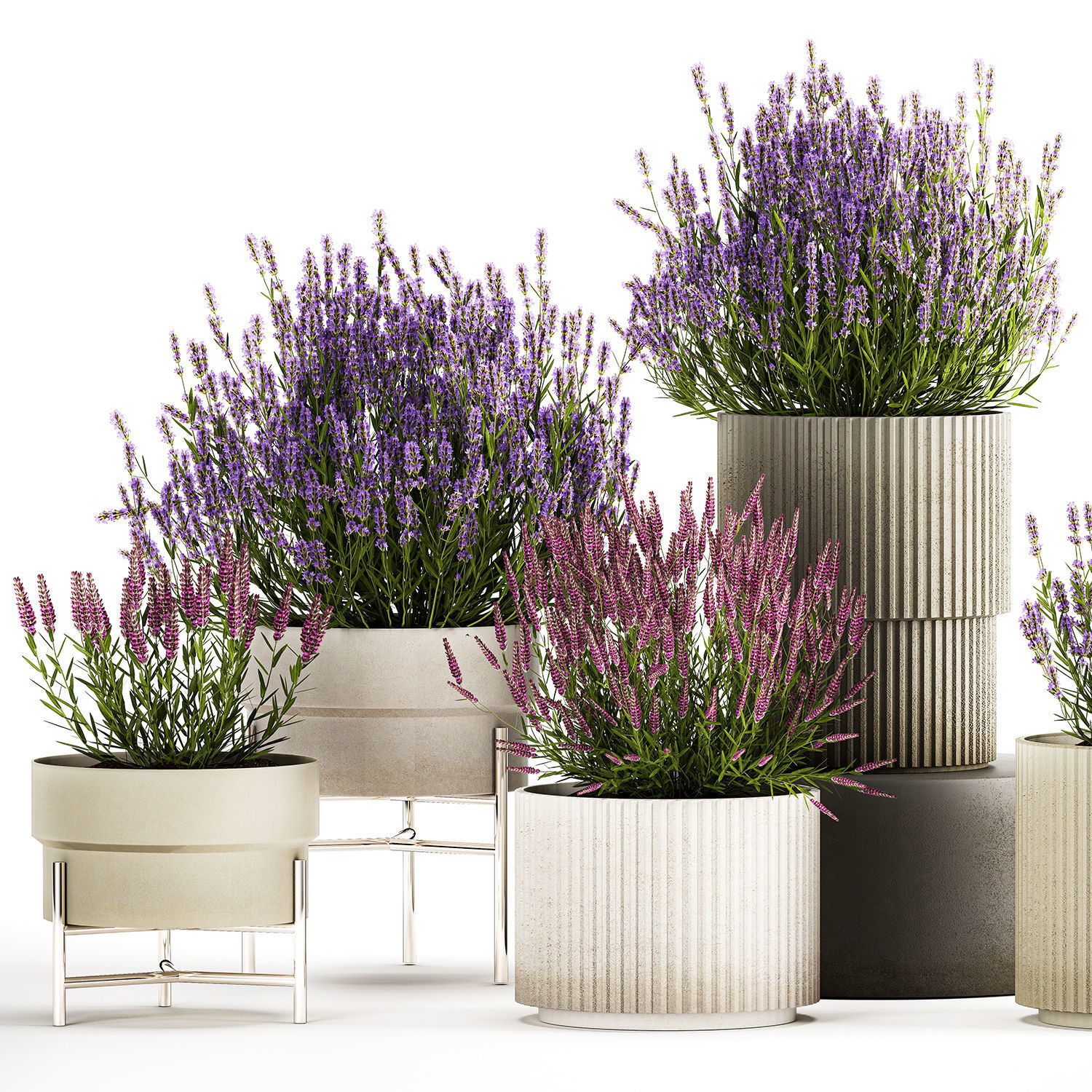 Set of flower bushes of lavender and Salvia in pots 1193 3D model_2