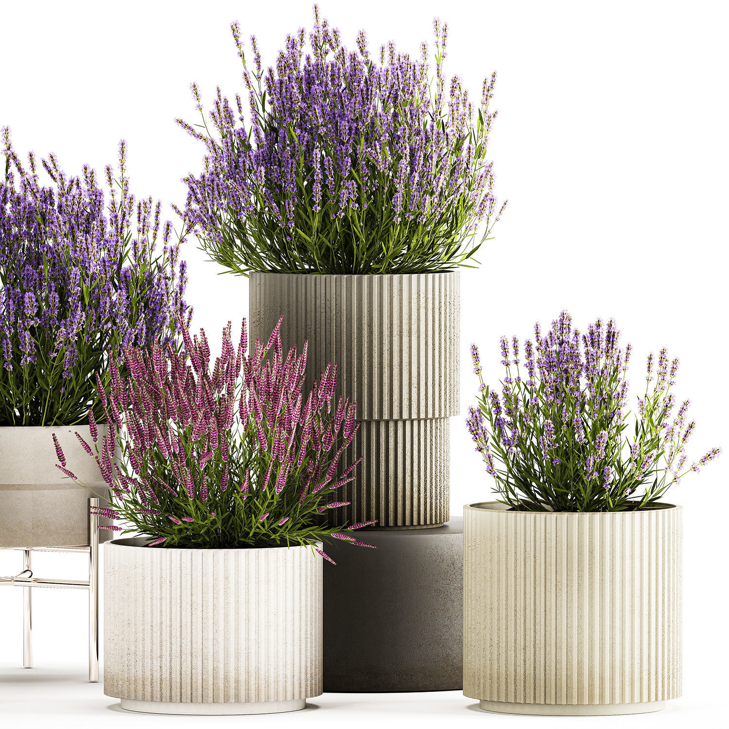 Set of flower bushes of lavender and Salvia in pots 1193 3D model_4