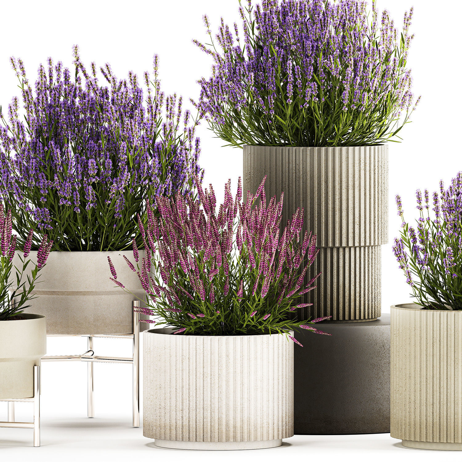 Set of flower bushes of lavender and Salvia in pots 1193 3D model_3