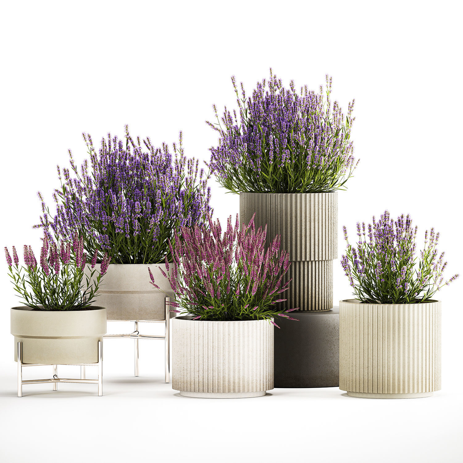Set of flower bushes of lavender and Salvia in pots 1193 3D model_1