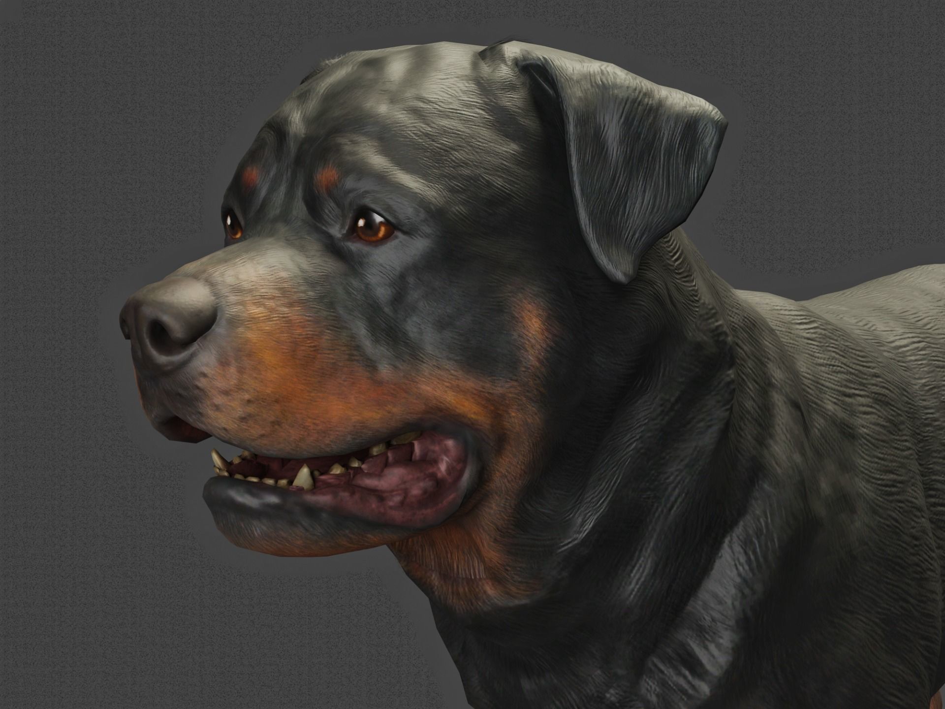 DOG - ROTTWEILER Low-poly 3D model_4