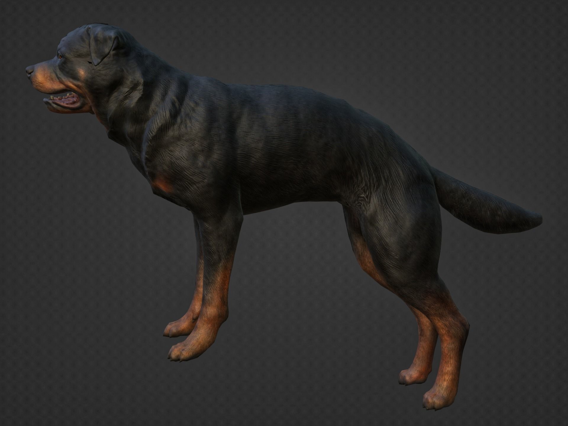 DOG - ROTTWEILER Low-poly 3D model_9