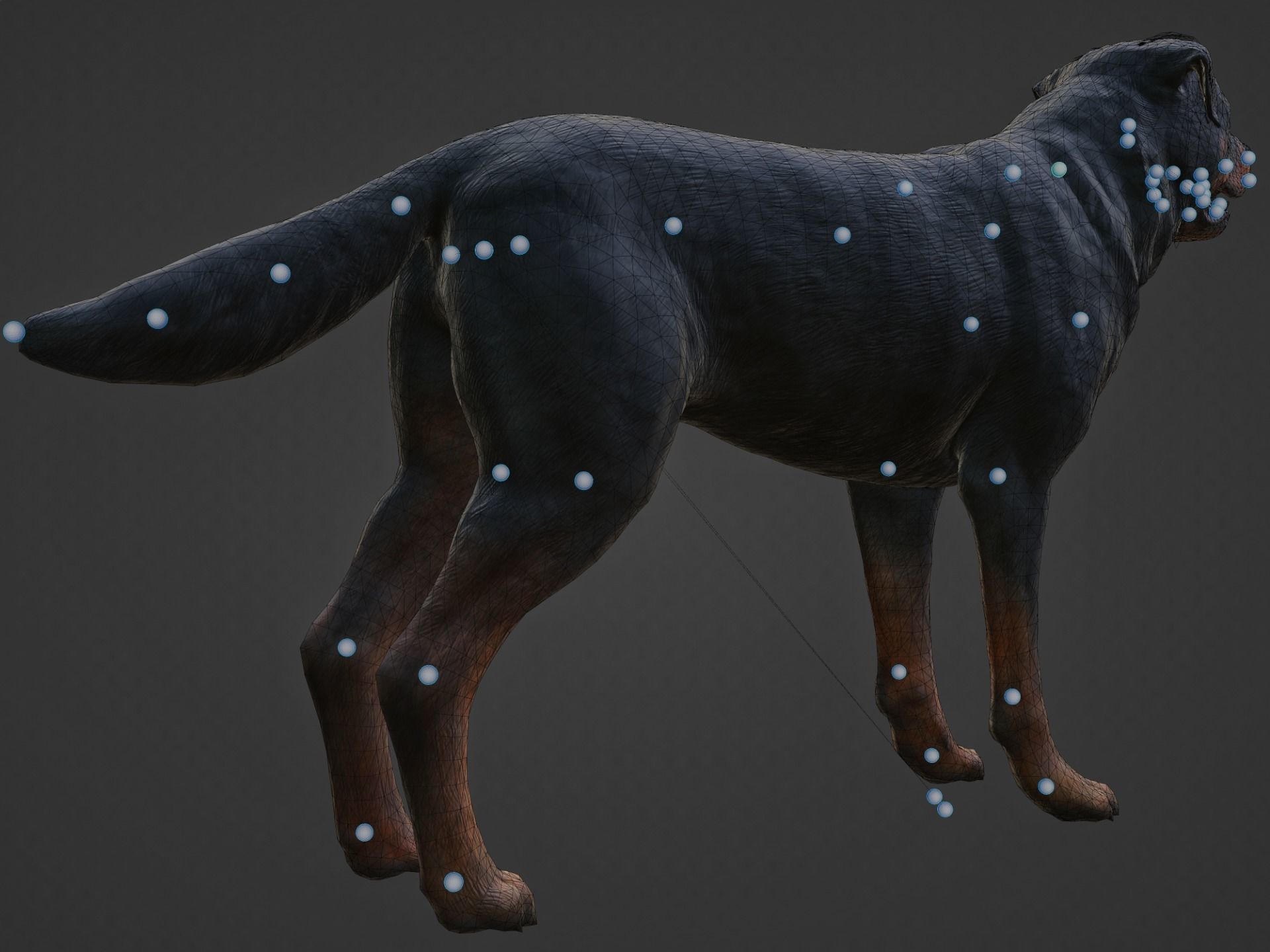 DOG - ROTTWEILER Low-poly 3D model_12