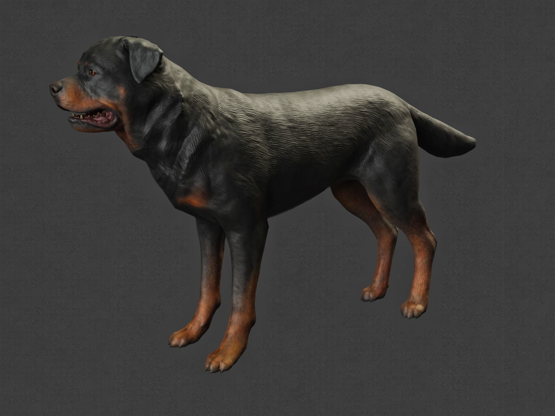 DOG - ROTTWEILER Low-poly 3D model_1