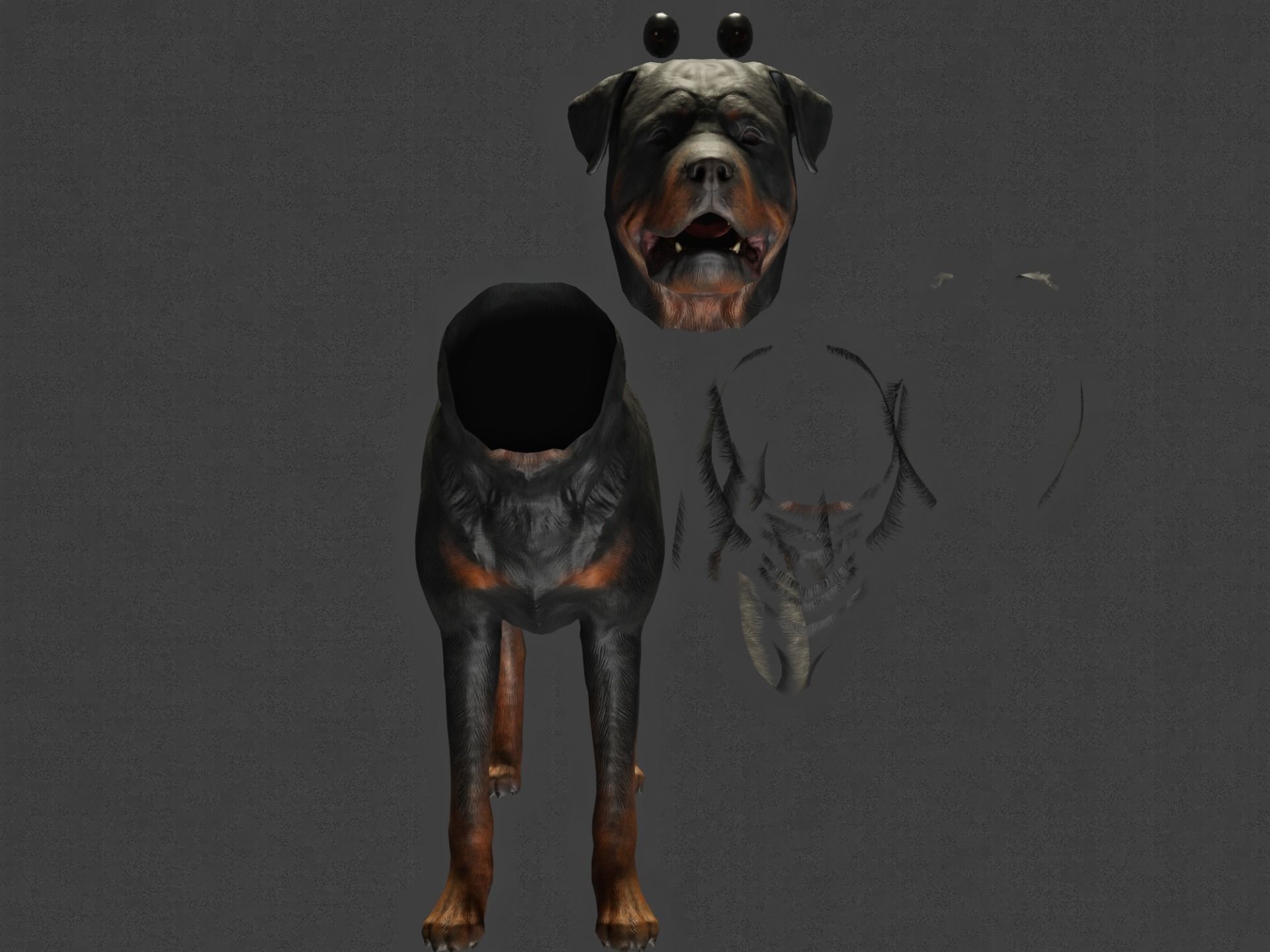 DOG - ROTTWEILER Low-poly 3D model_17