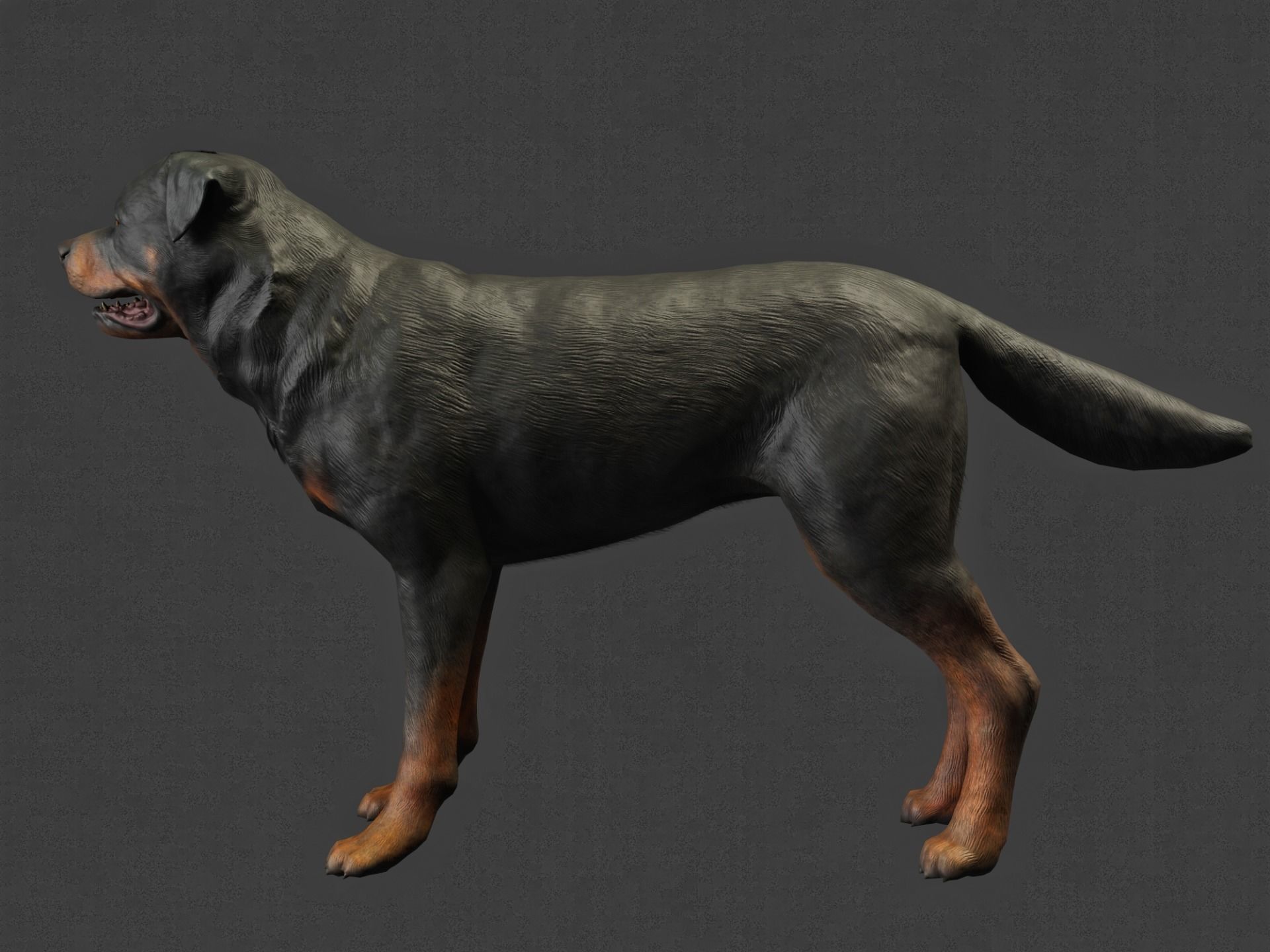 DOG - ROTTWEILER Low-poly 3D model_7
