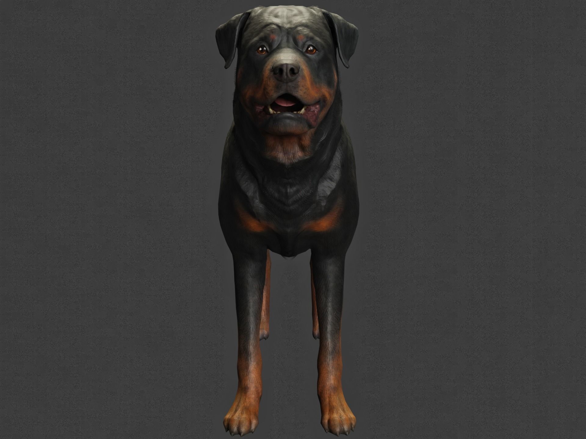 DOG - ROTTWEILER Low-poly 3D model_6
