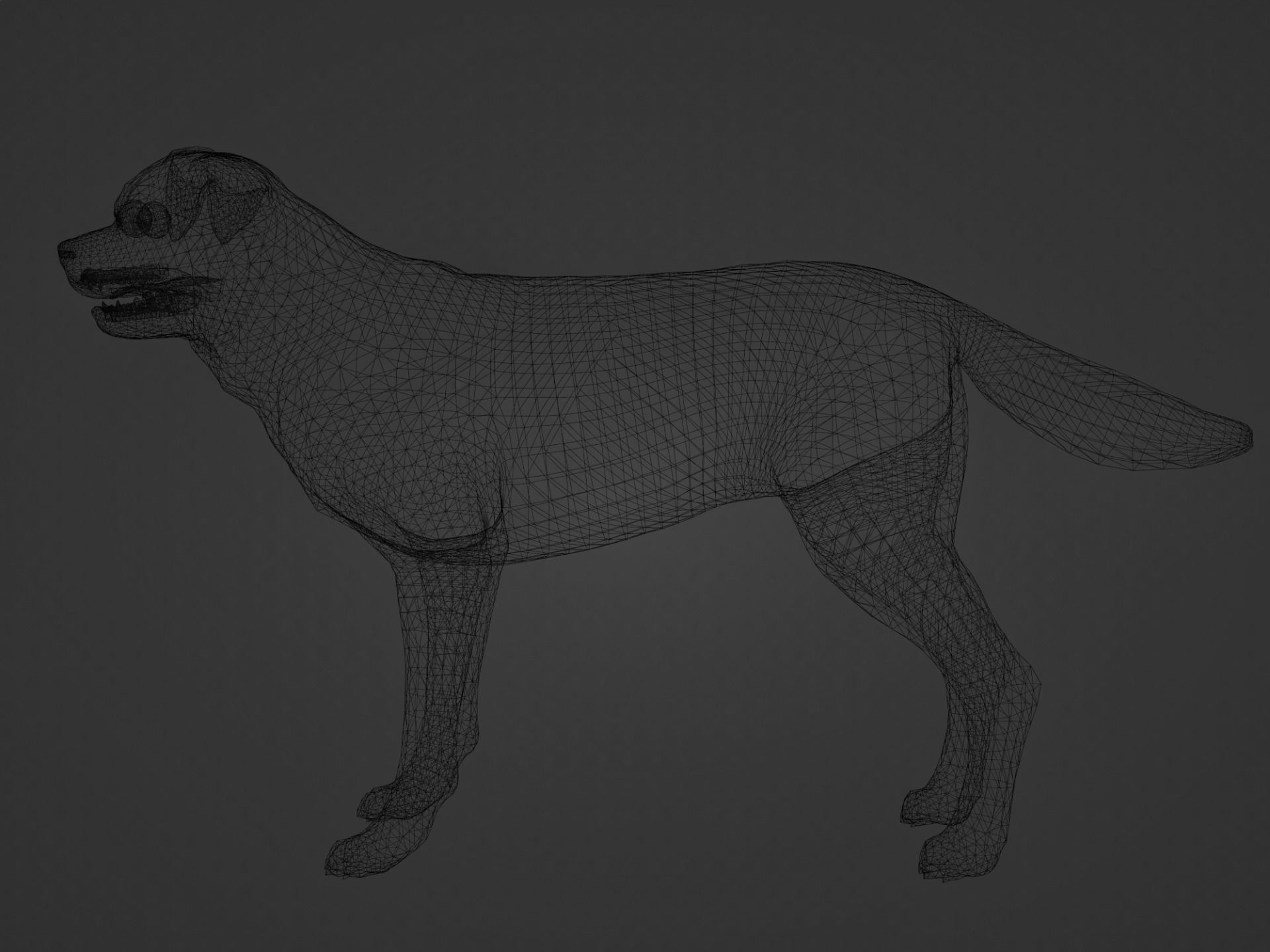 DOG - ROTTWEILER Low-poly 3D model_15
