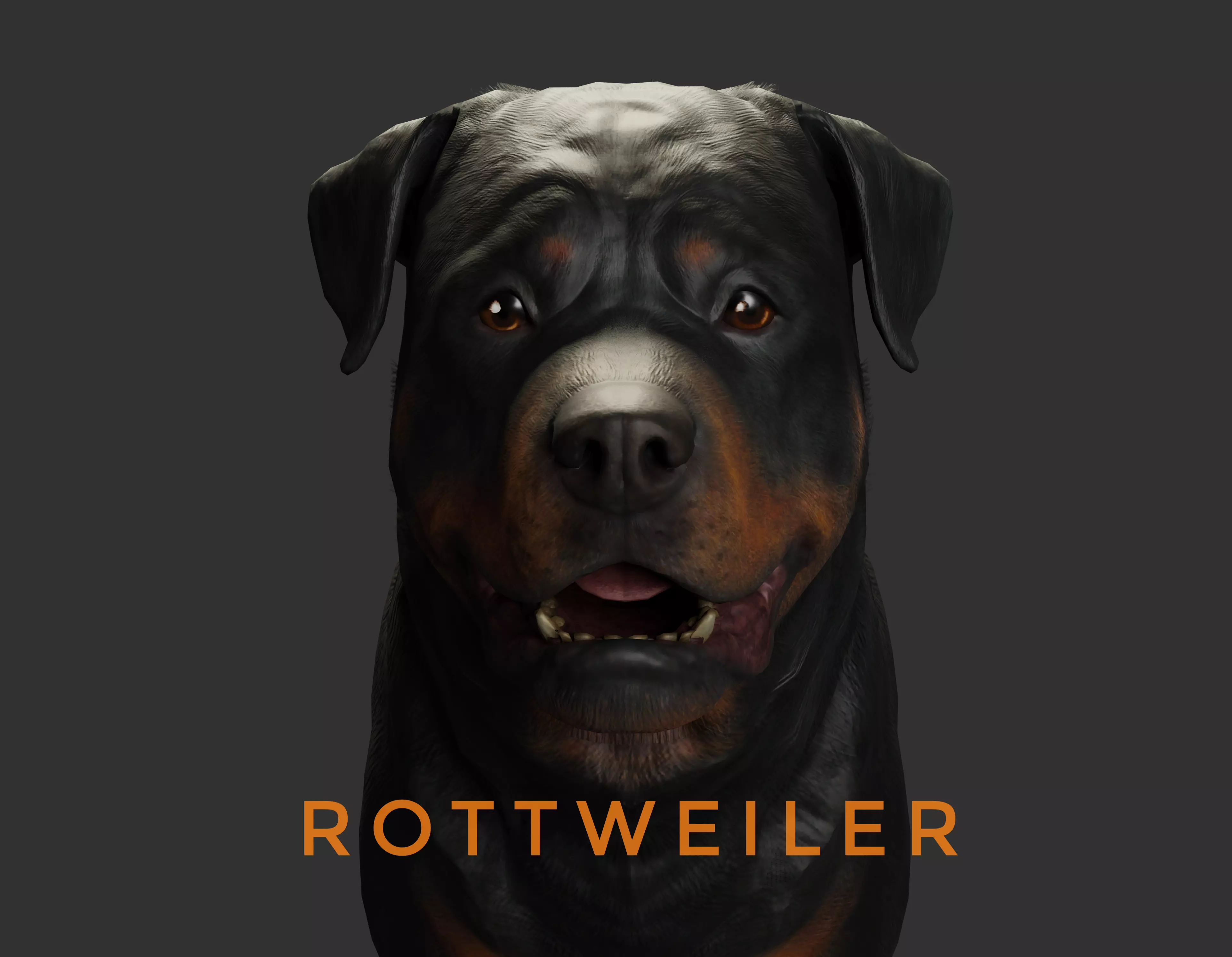 DOG - ROTTWEILER Low-poly 3D model_0