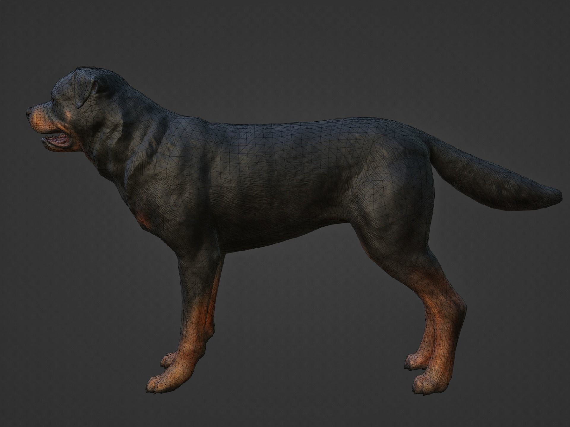 DOG - ROTTWEILER Low-poly 3D model_14
