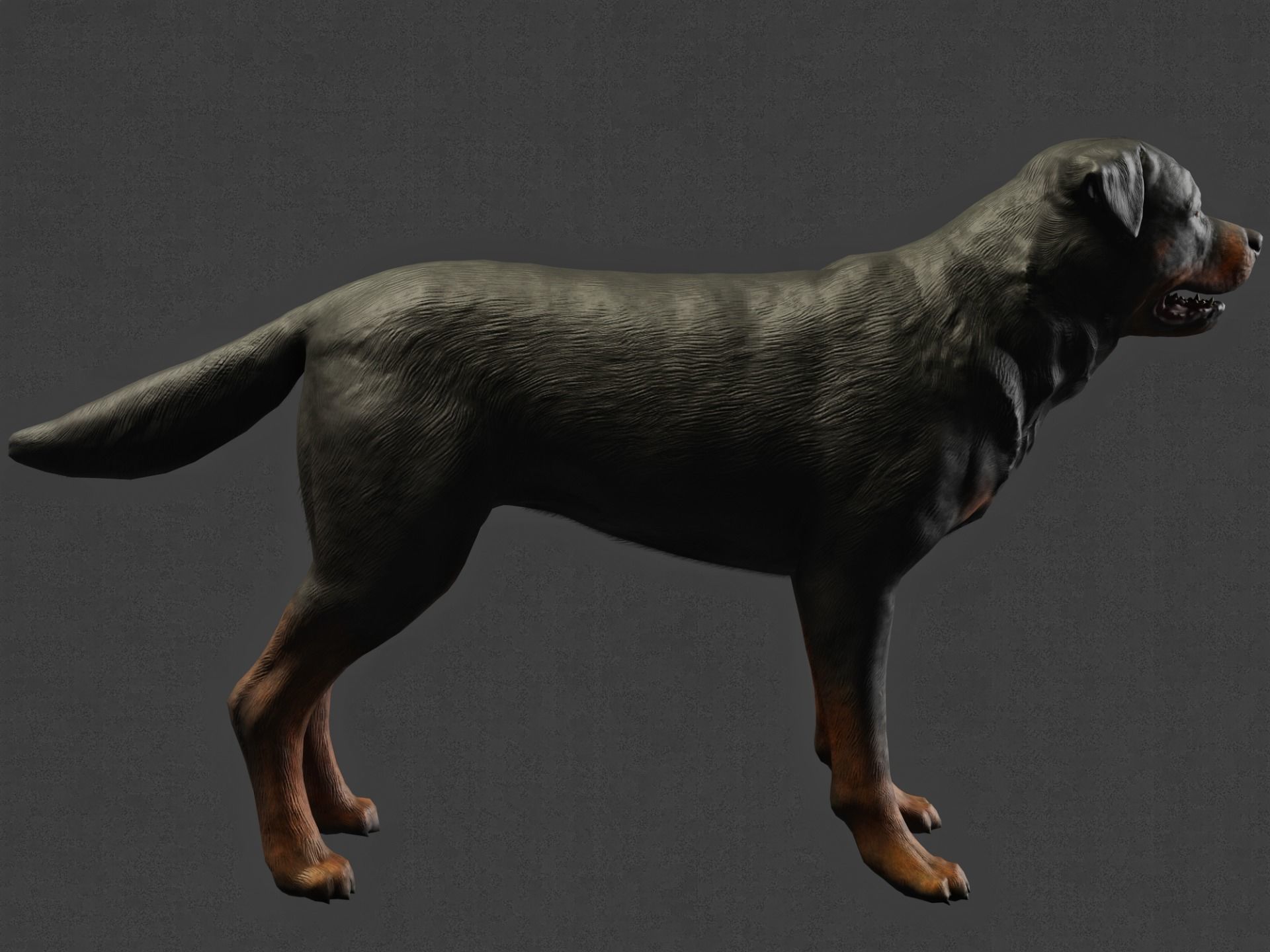 DOG - ROTTWEILER Low-poly 3D model_11