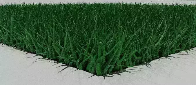 Grass