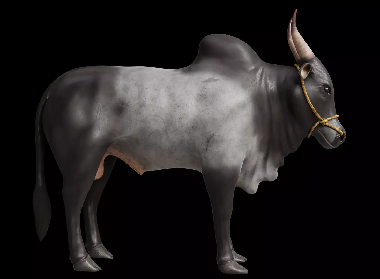 Kangayam Bull Game Ready model  Low-poly 3D model_0