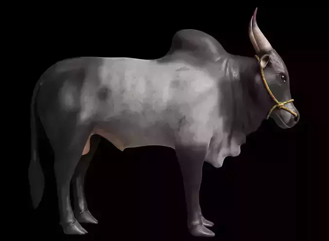 Kangayam Bull Game Ready model 