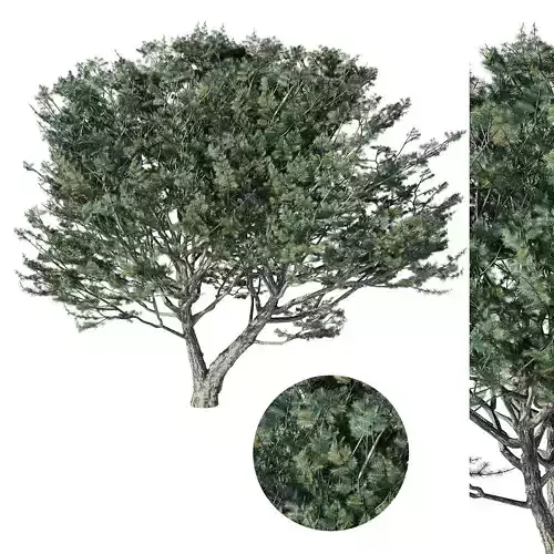 Tree Pinus 3D model