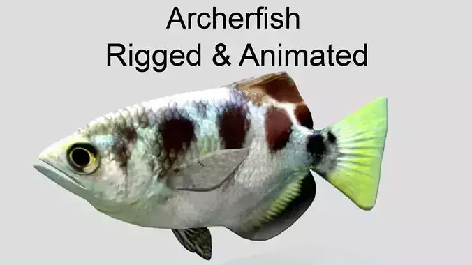Archerfish Realistic Animated Low-poly 3D model