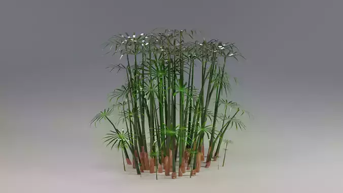 Large Leaf Papyrus I Umbrella Sedge Plant I Cyperus Involucratus