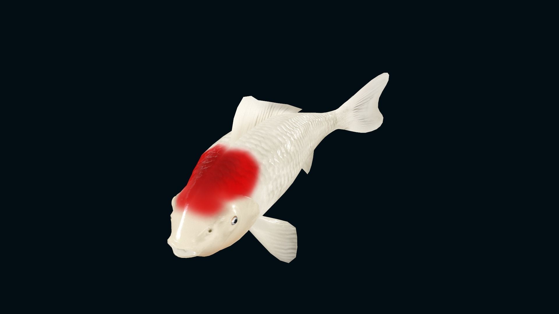 animated carp fish koi Low-poly 3D model_4