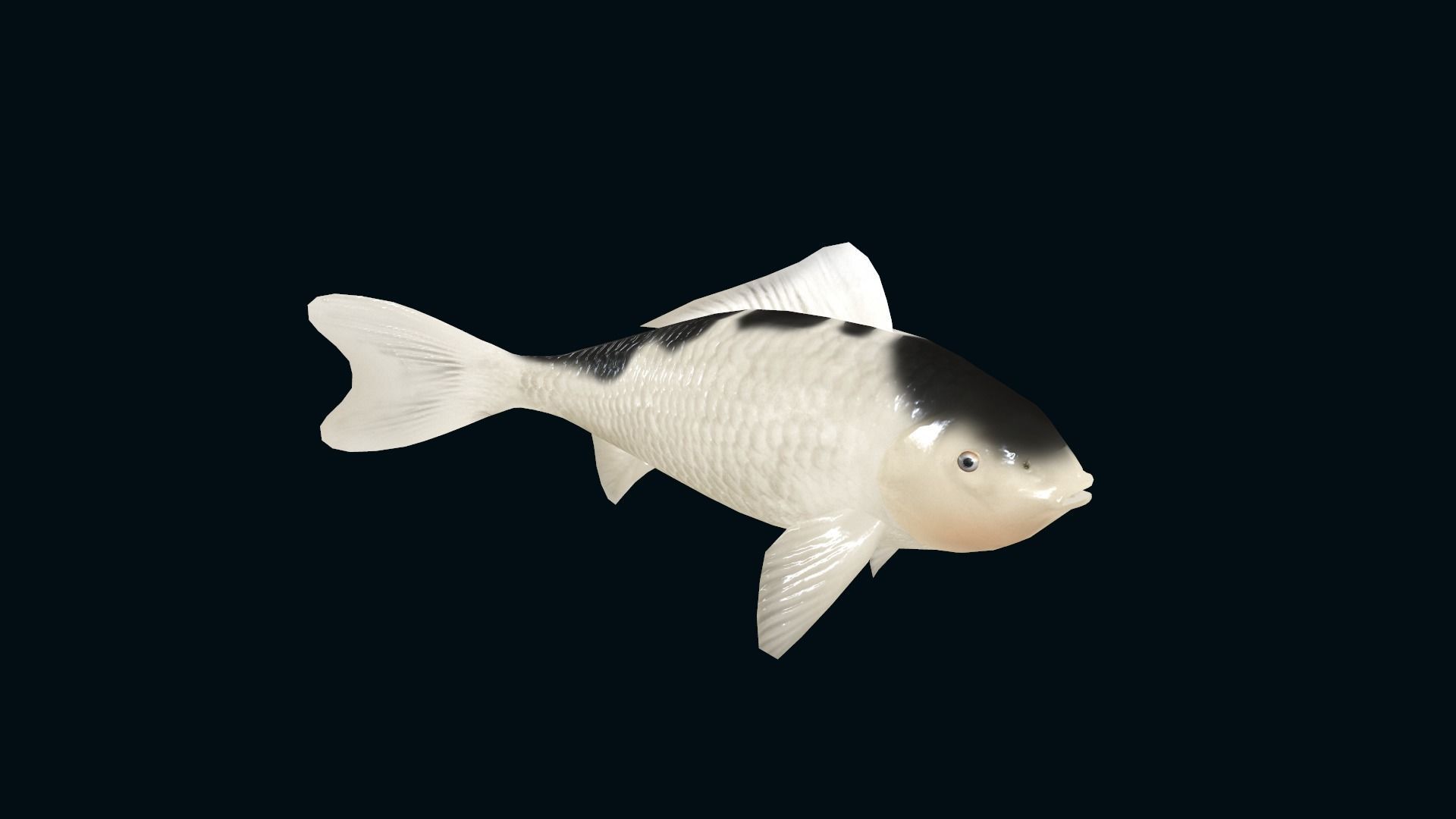 animated carp fish koi Low-poly 3D model_3