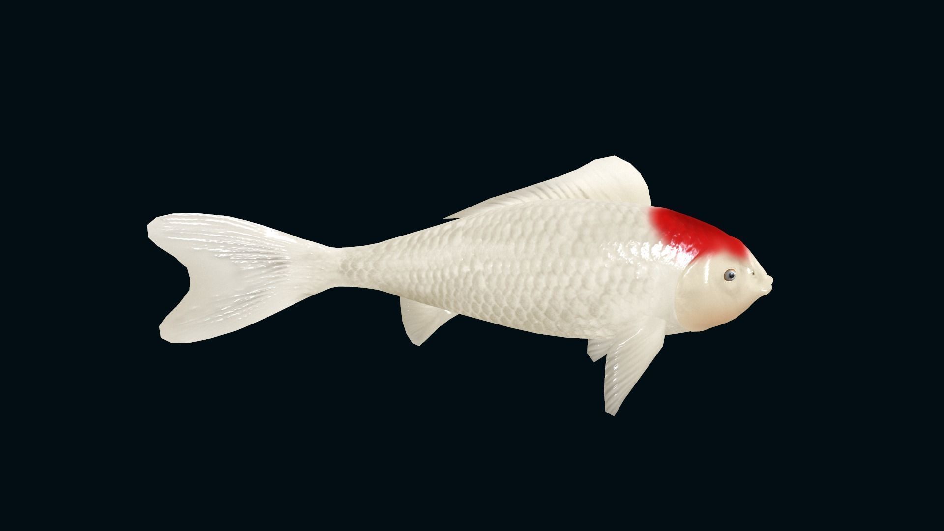animated carp fish koi Low-poly 3D model_5