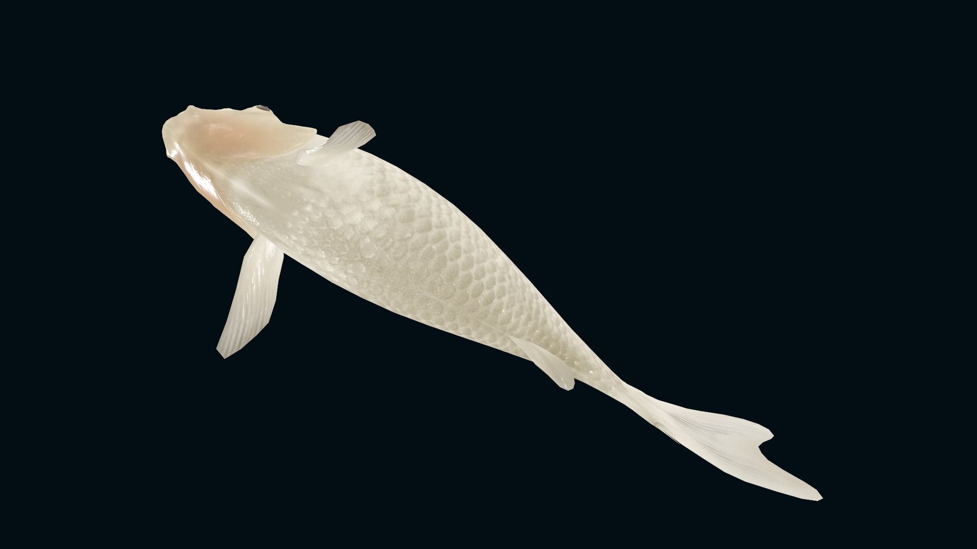 animated carp fish koi Low-poly 3D model_6