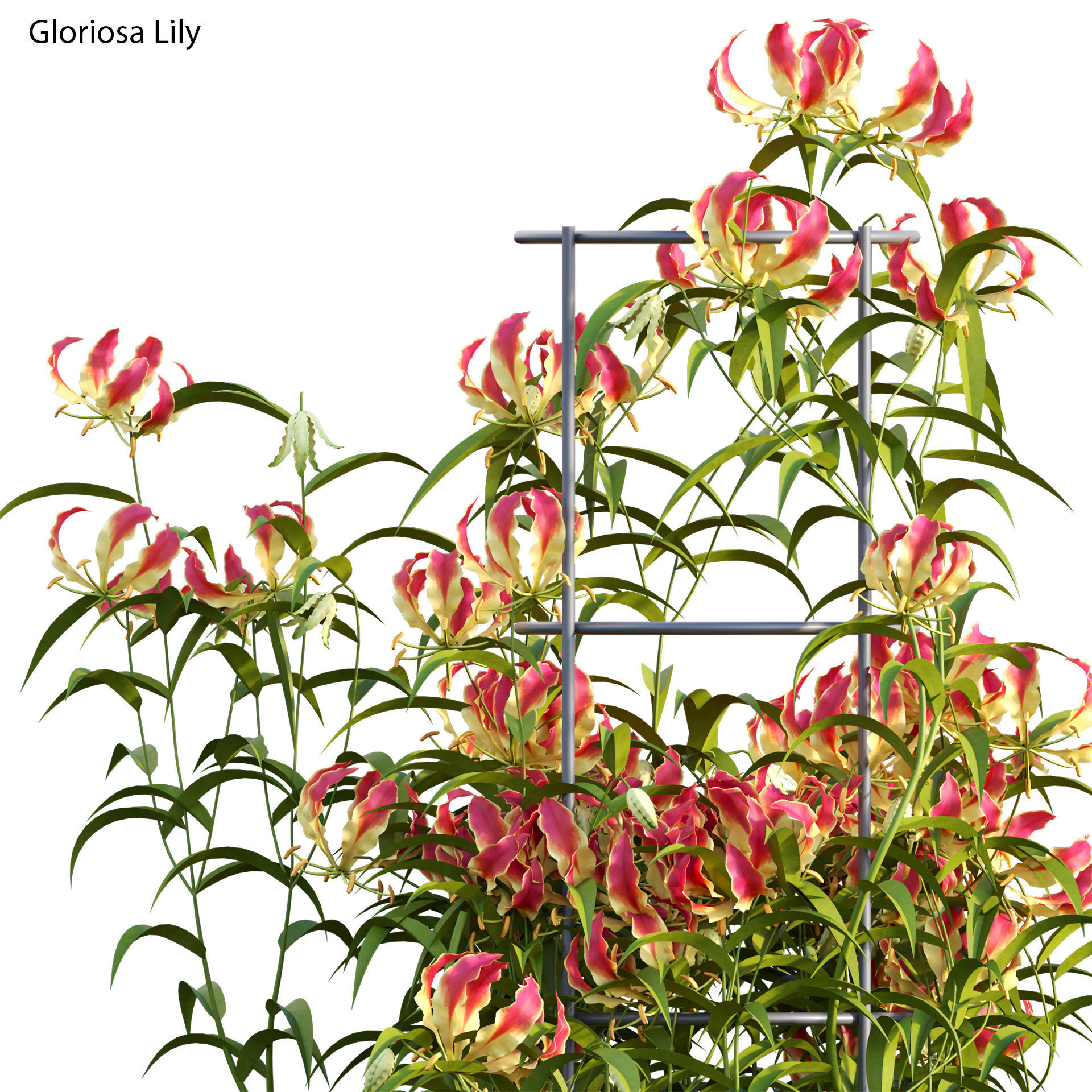 Gloriosa Lily - Flame lily - Climbing Lily 3D model_2