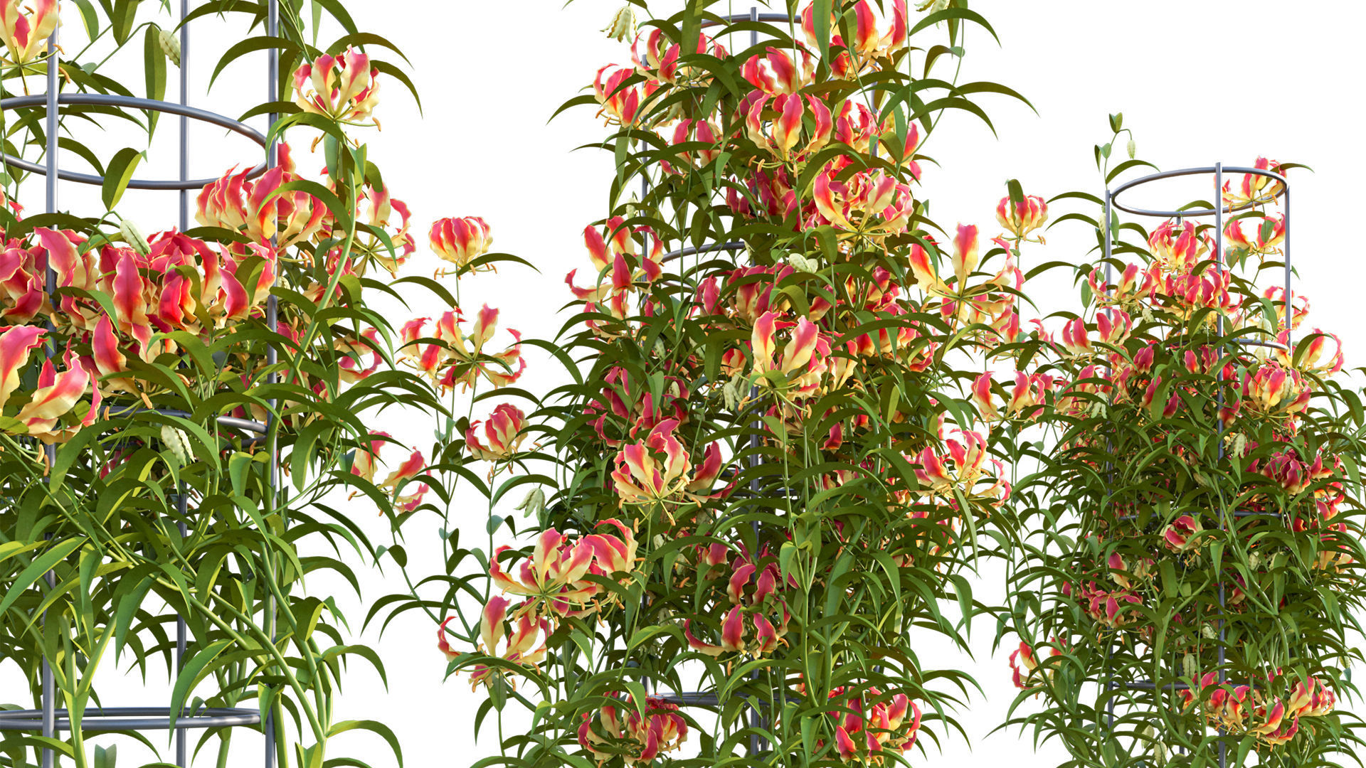 Gloriosa Lily - Flame lily - Climbing Lily 3D model_6