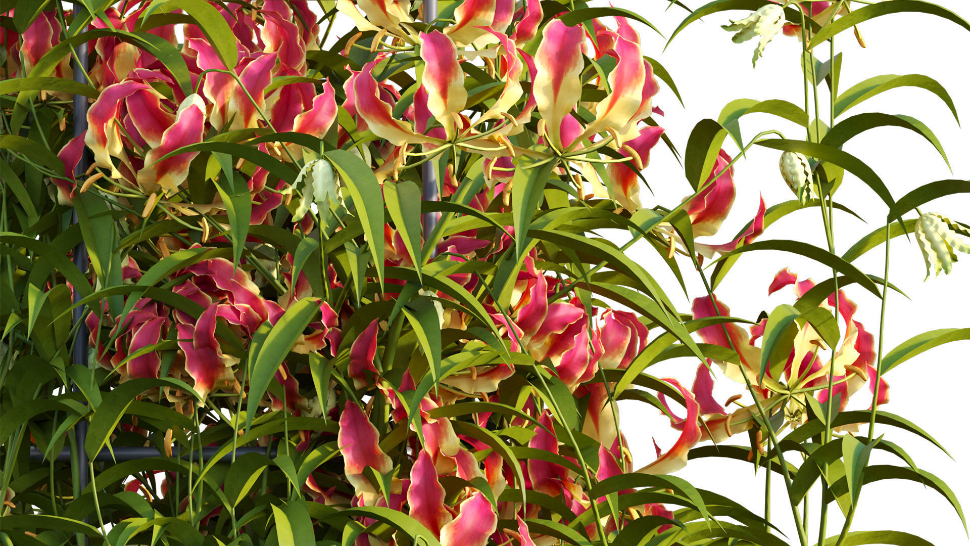 Gloriosa Lily - Flame lily - Climbing Lily 3D model_9