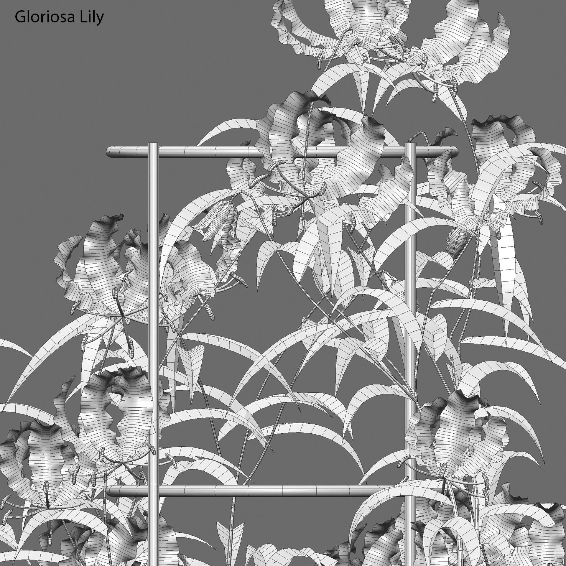 Gloriosa Lily - Flame lily - Climbing Lily 3D model_4