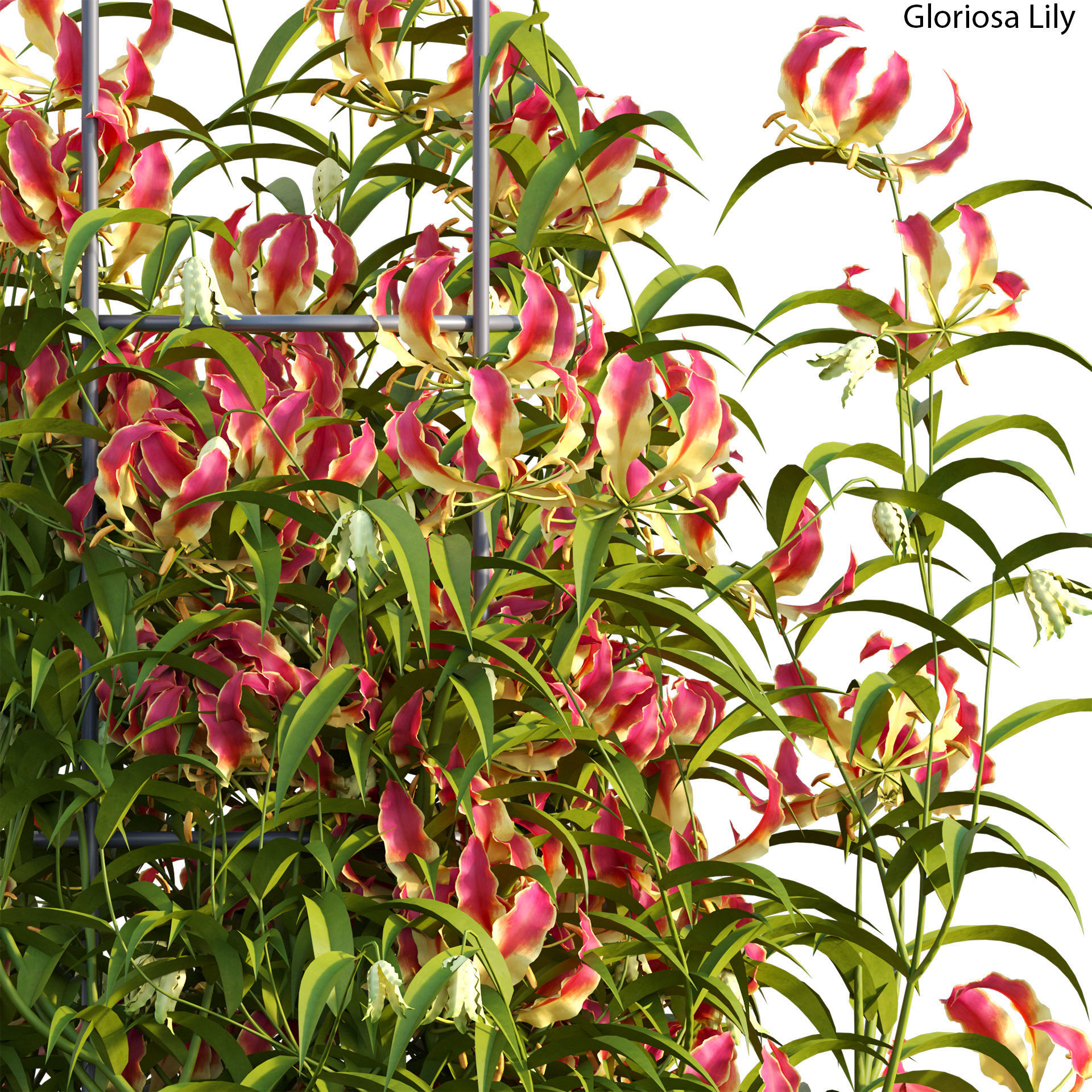 Gloriosa Lily - Flame lily - Climbing Lily 3D model_1