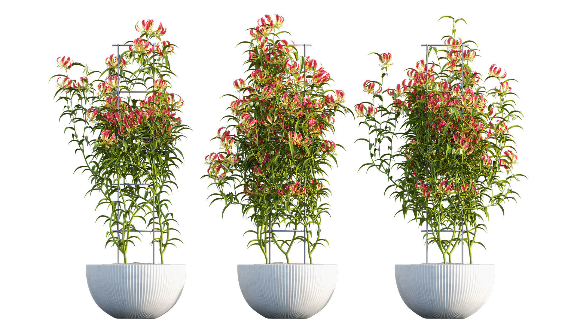 Gloriosa Lily - Flame lily - Climbing Lily 3D model_5