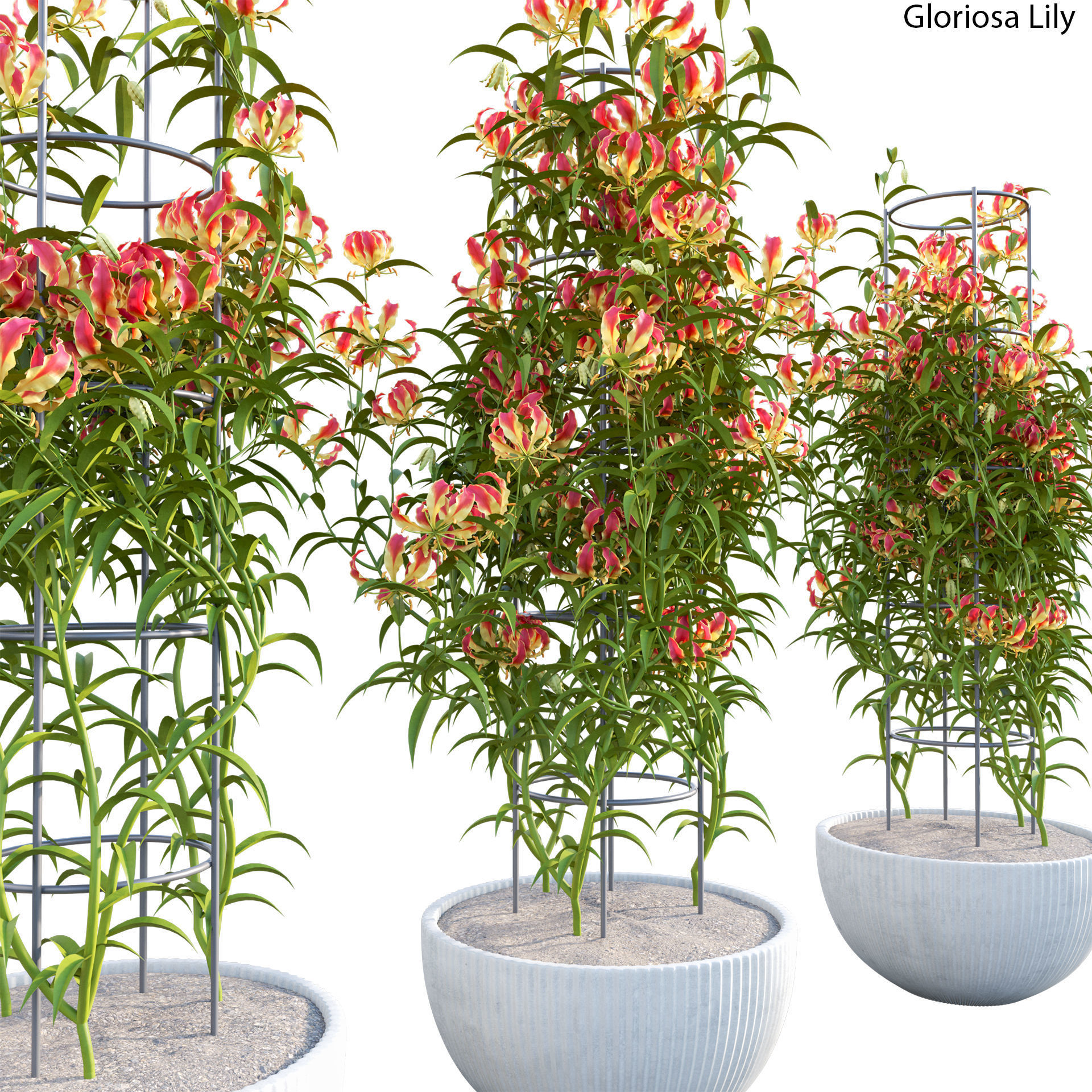 Gloriosa Lily - Flame lily - Climbing Lily 3D model_3
