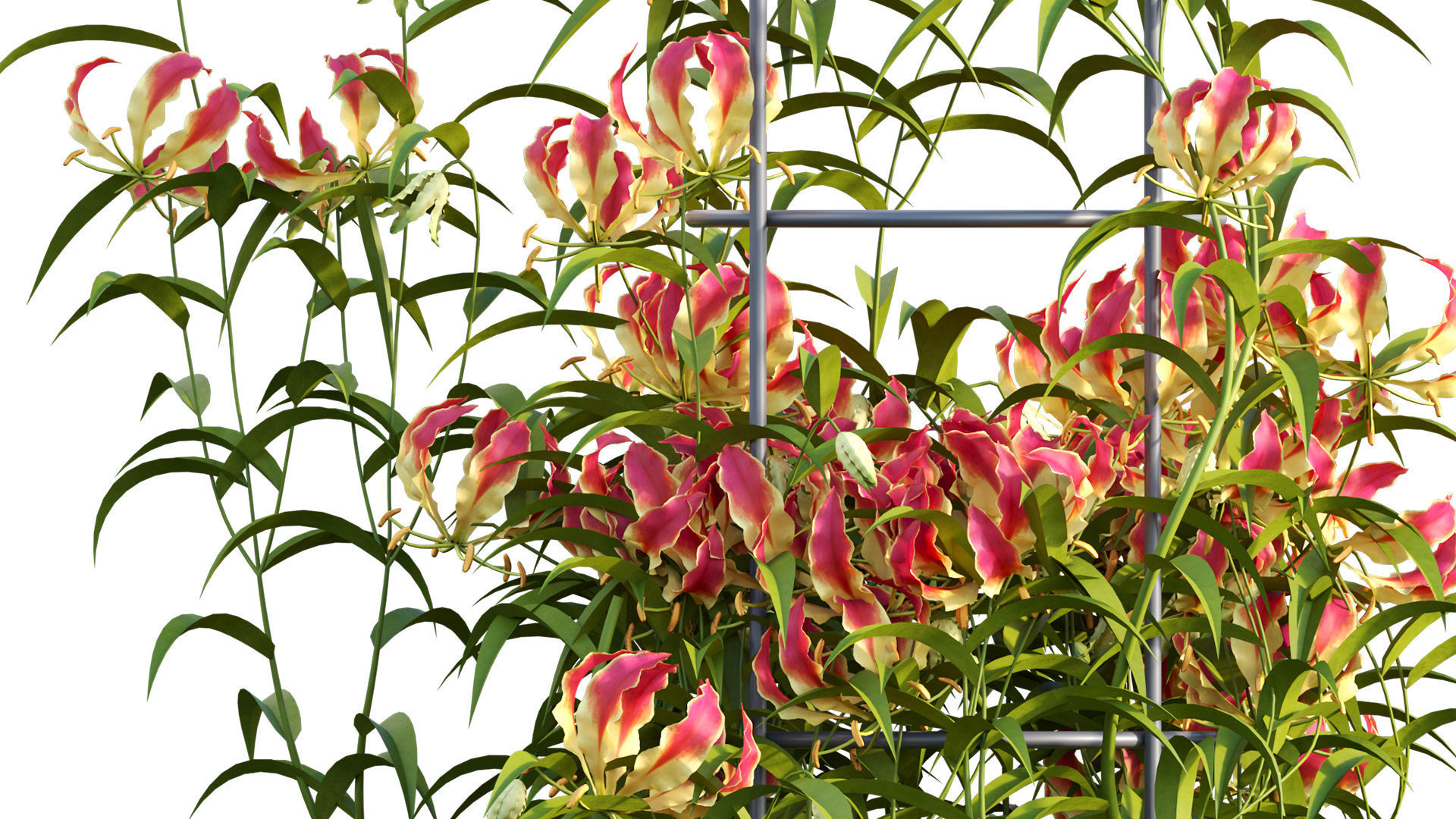Gloriosa Lily - Flame lily - Climbing Lily 3D model_8