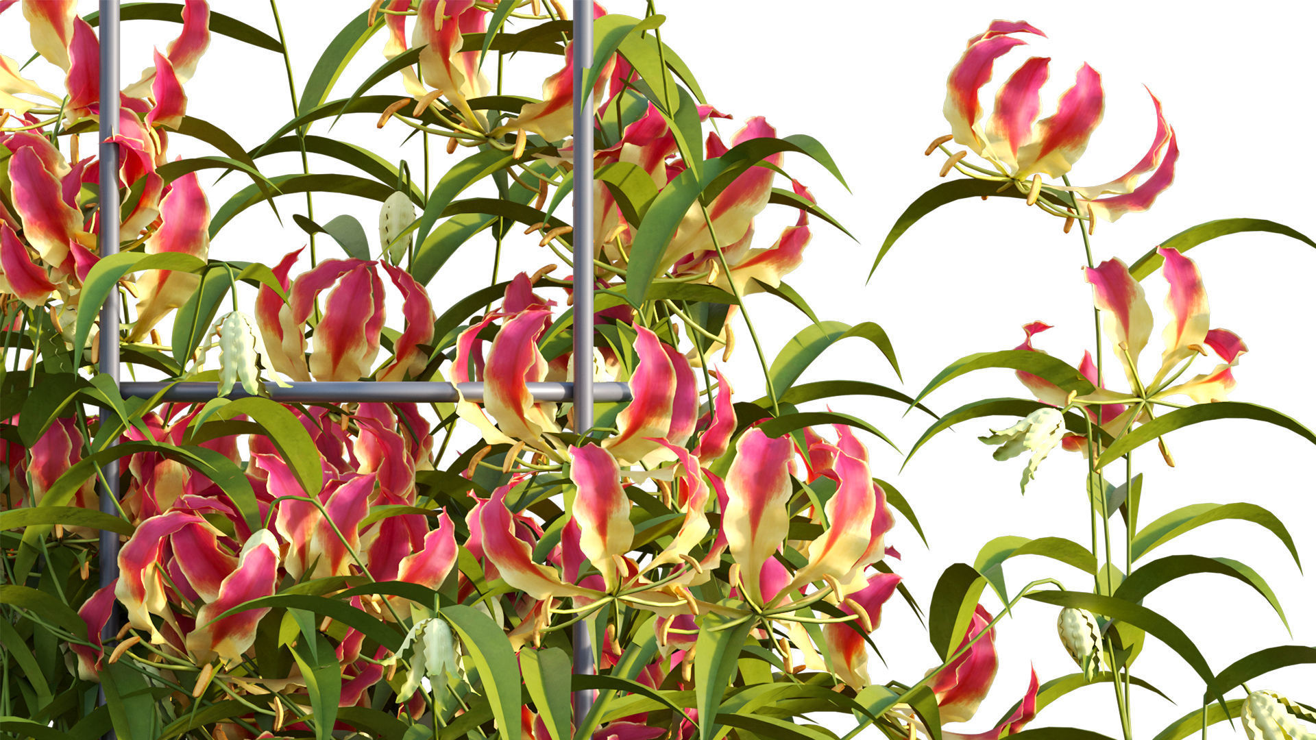 Gloriosa Lily - Flame lily - Climbing Lily 3D model_7