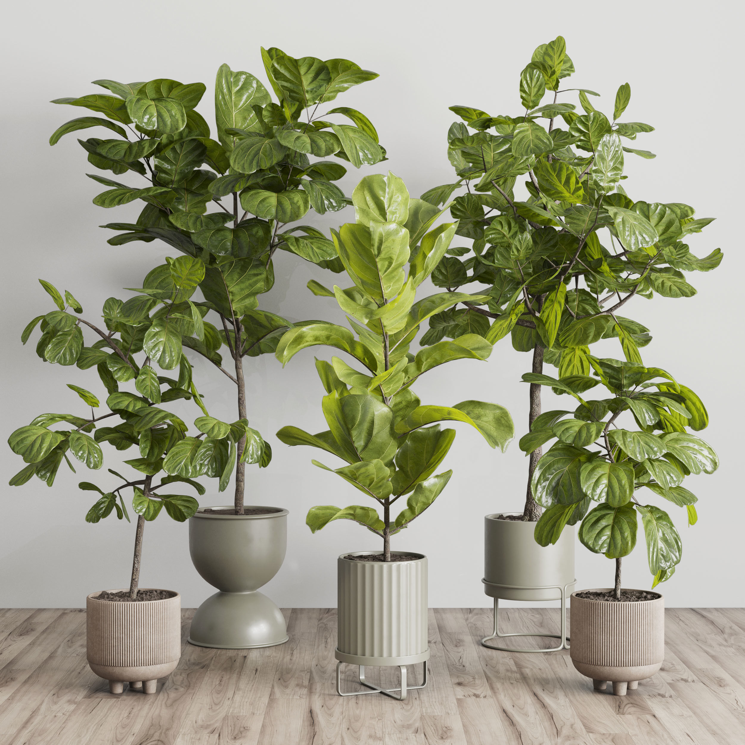 Ficus Lyrata plants - indoor plant set 350 in a concrete pot Low-poly 3D model_1