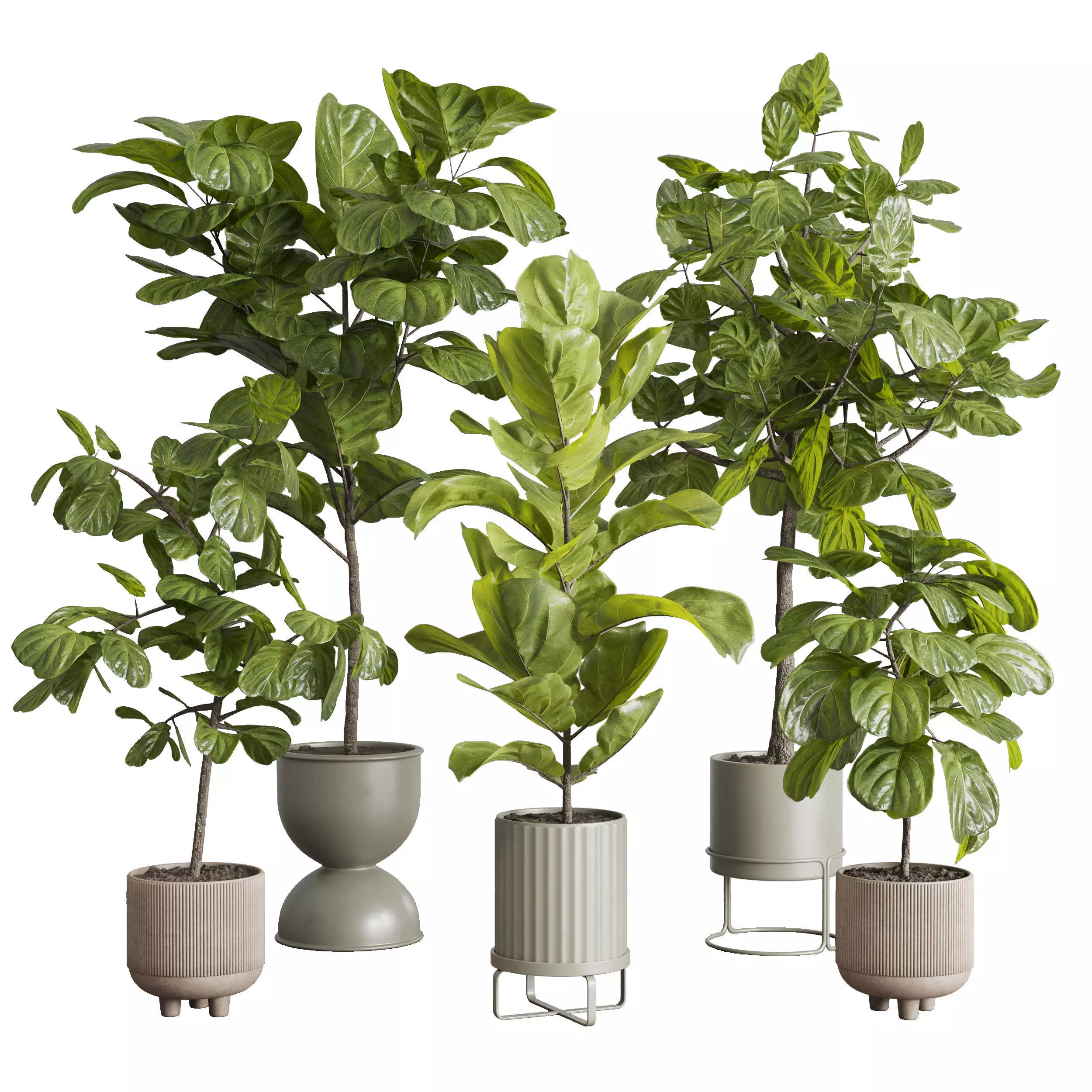 Ficus Lyrata plants - indoor plant set 350 in a concrete pot Low-poly 3D model_0
