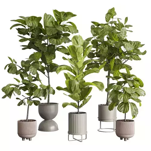 Ficus Lyrata plants - indoor plant set 350 in a concrete pot Low-poly 3D model Ficus Lyrata plants - indoor plant set 350 in a concrete pot Low-poly 3D model