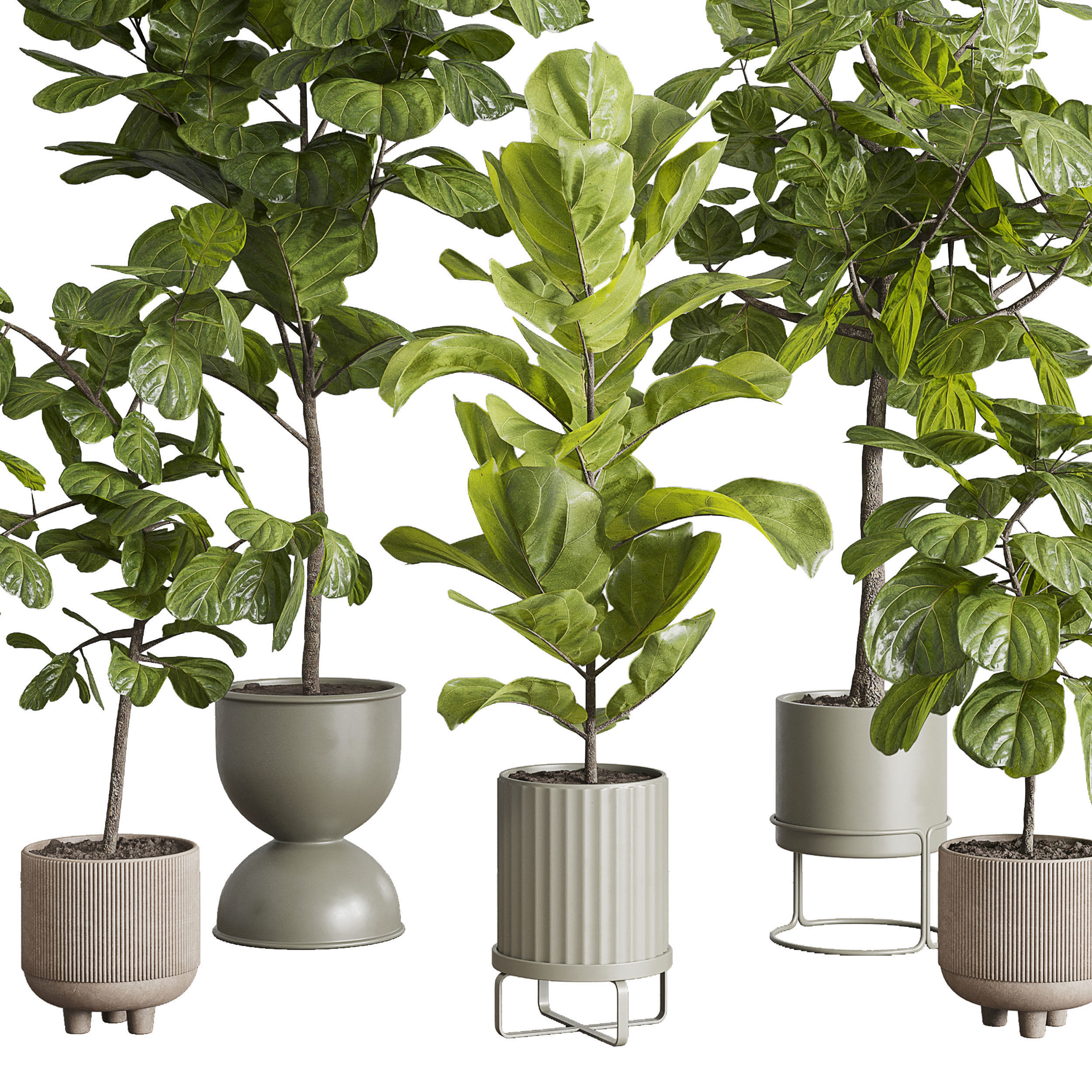 Ficus Lyrata plants - indoor plant set 350 in a concrete pot Low-poly 3D model_6