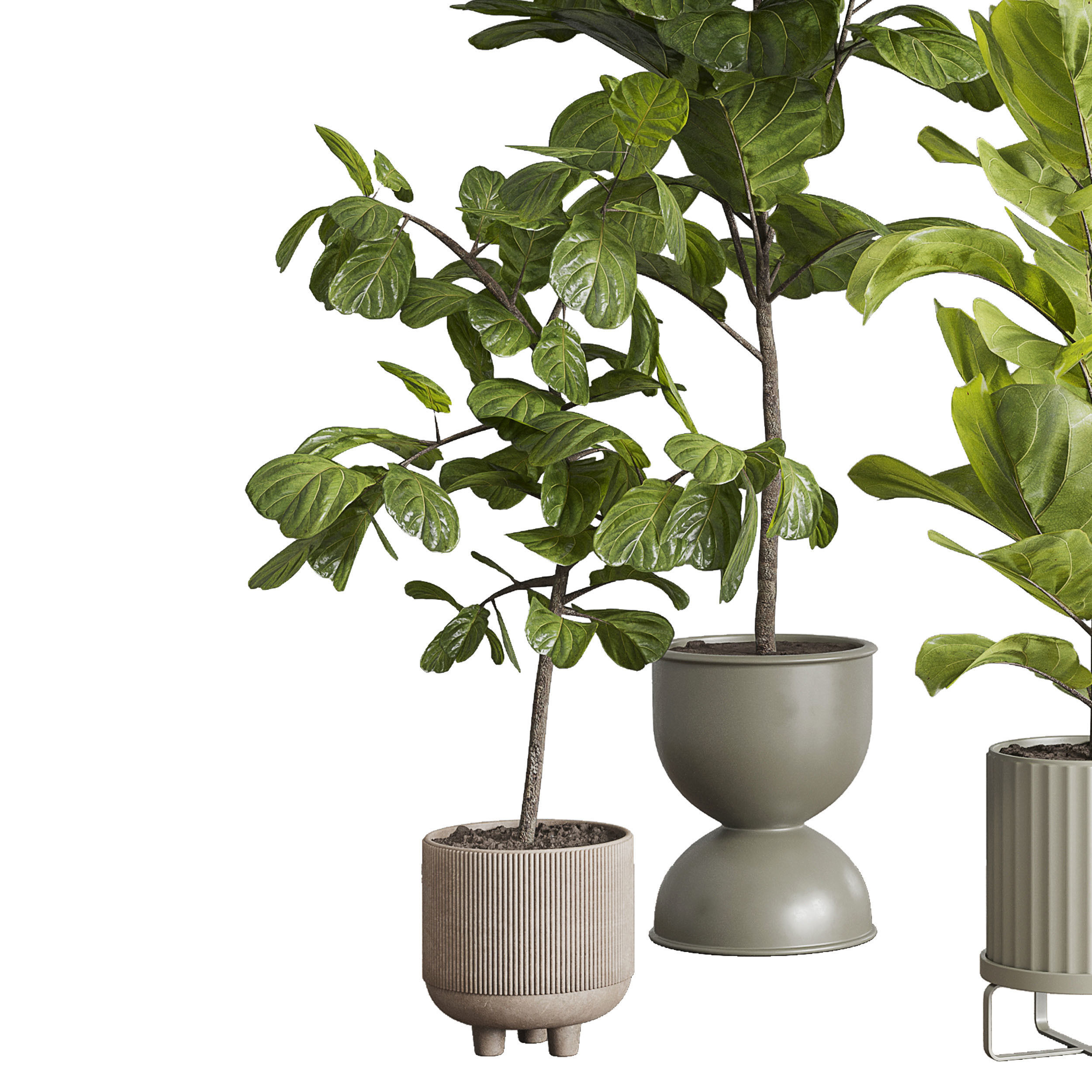 Ficus Lyrata plants - indoor plant set 350 in a concrete pot Low-poly 3D model_5