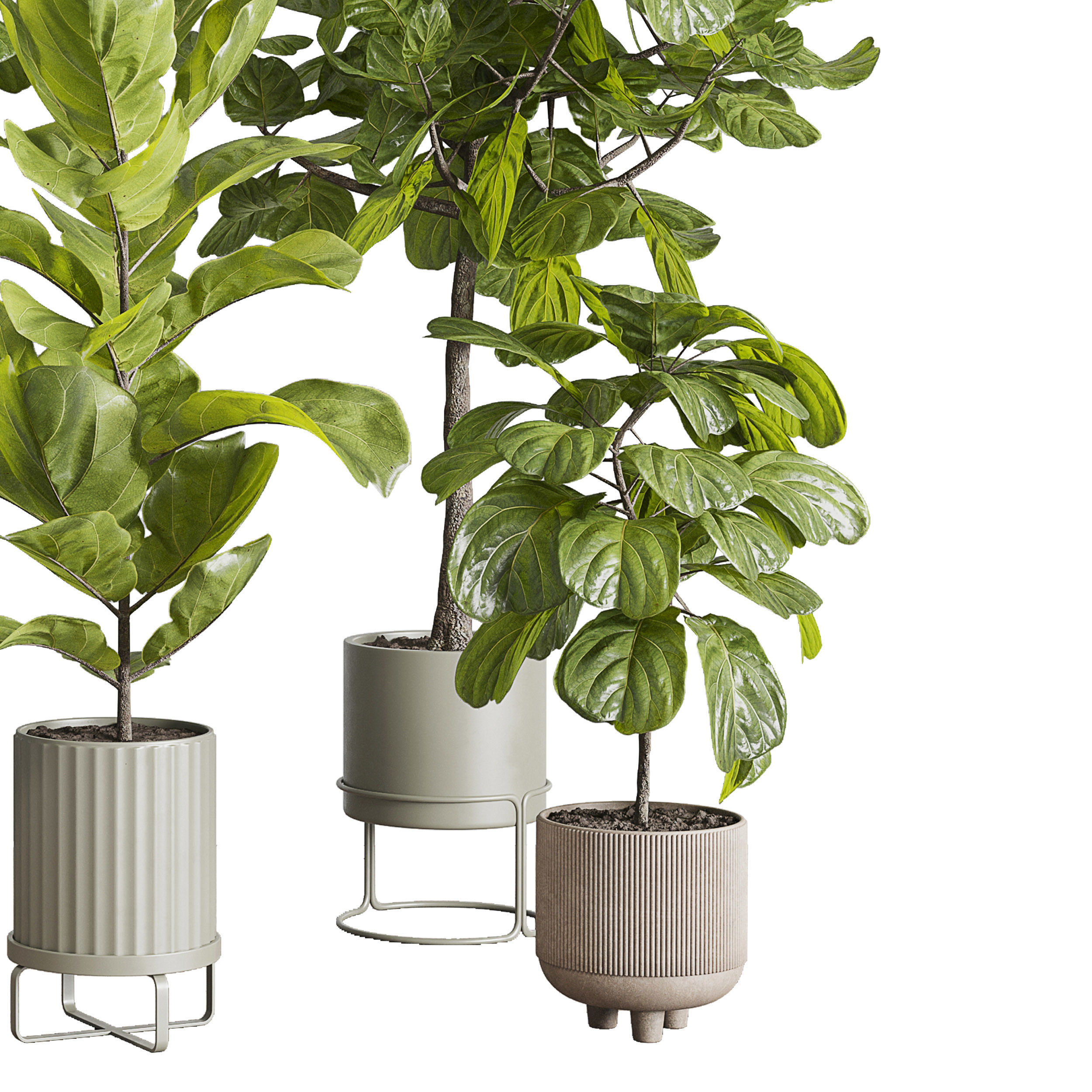 Ficus Lyrata plants - indoor plant set 350 in a concrete pot Low-poly 3D model_4