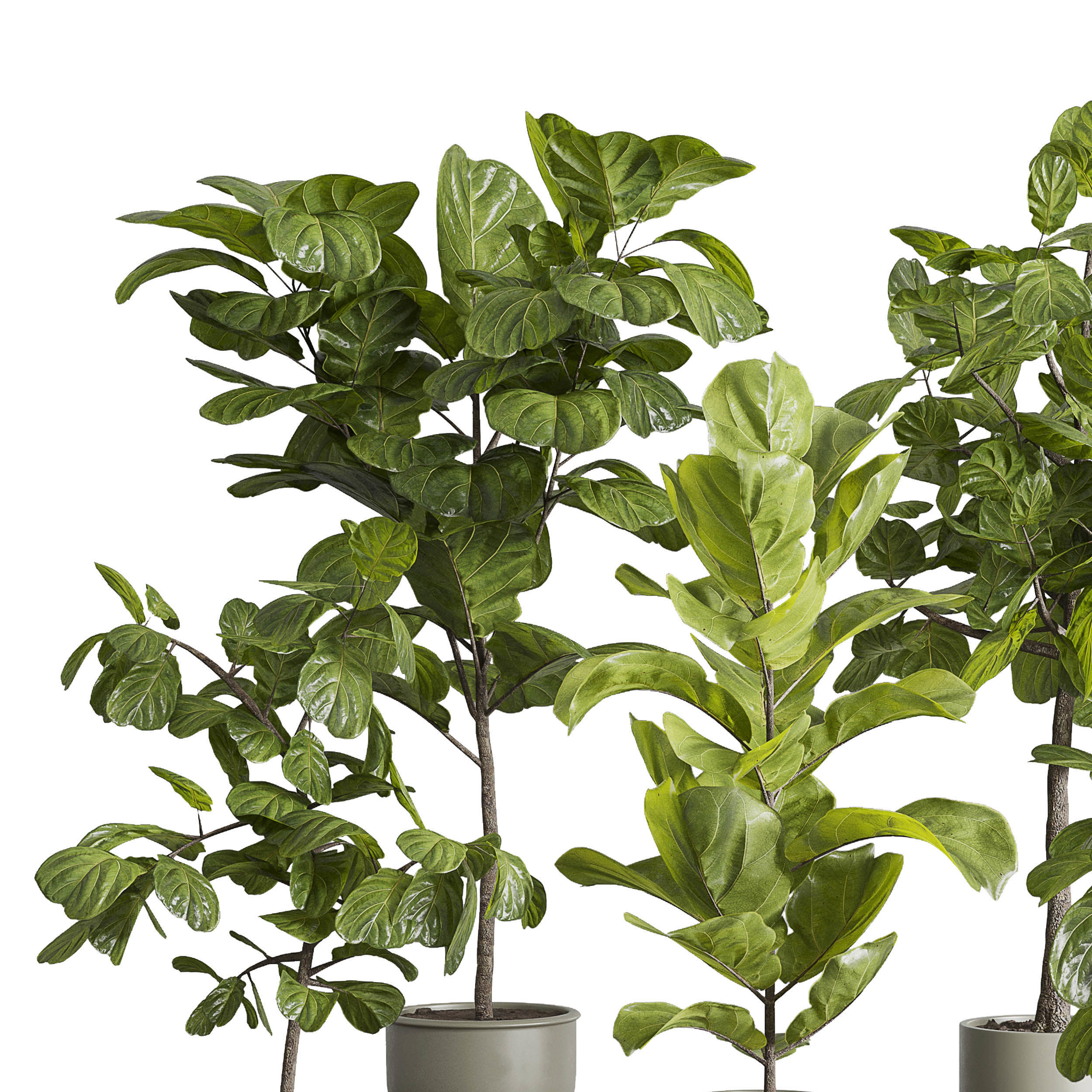 Ficus Lyrata plants - indoor plant set 350 in a concrete pot Low-poly 3D model_2