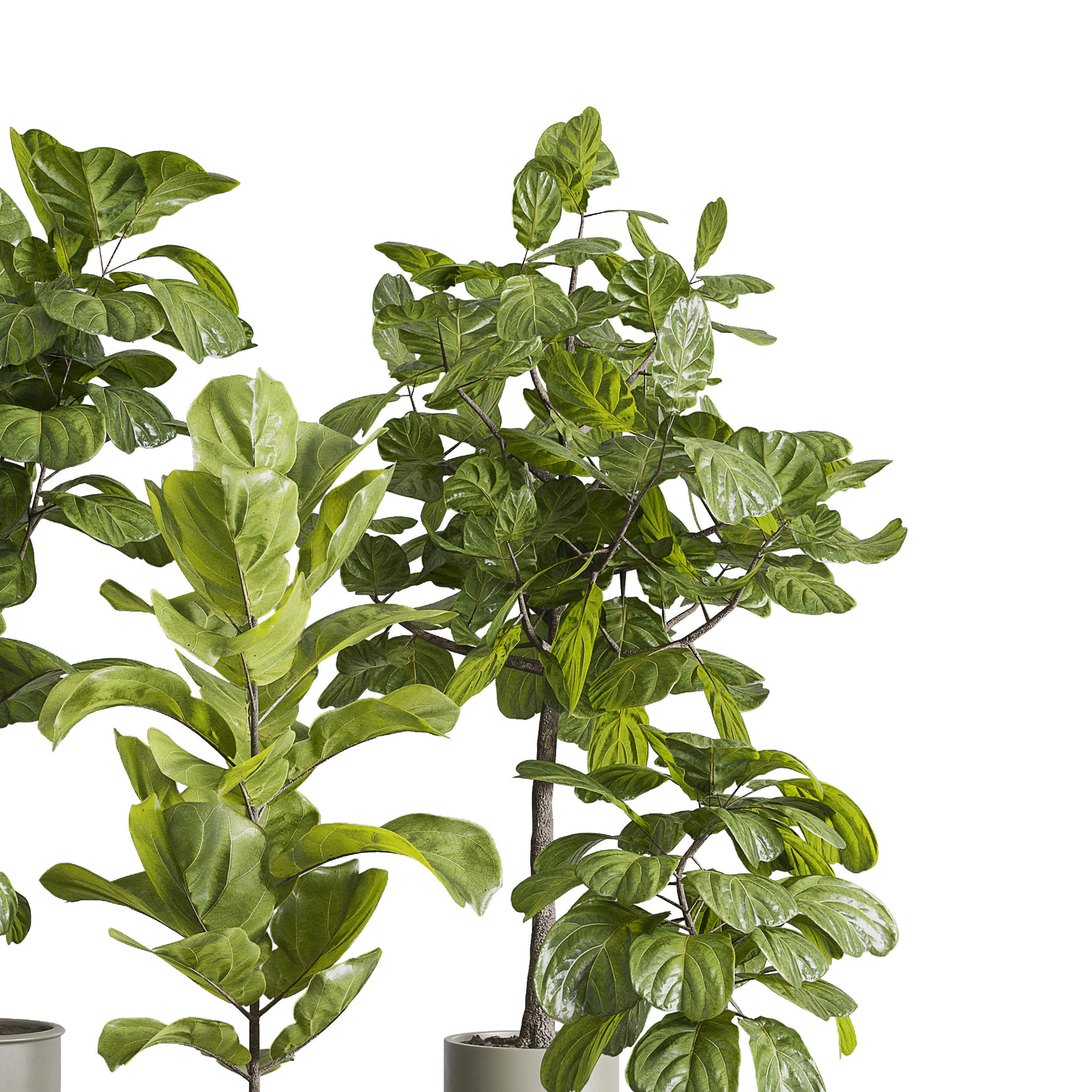 Ficus Lyrata plants - indoor plant set 350 in a concrete pot Low-poly 3D model_3