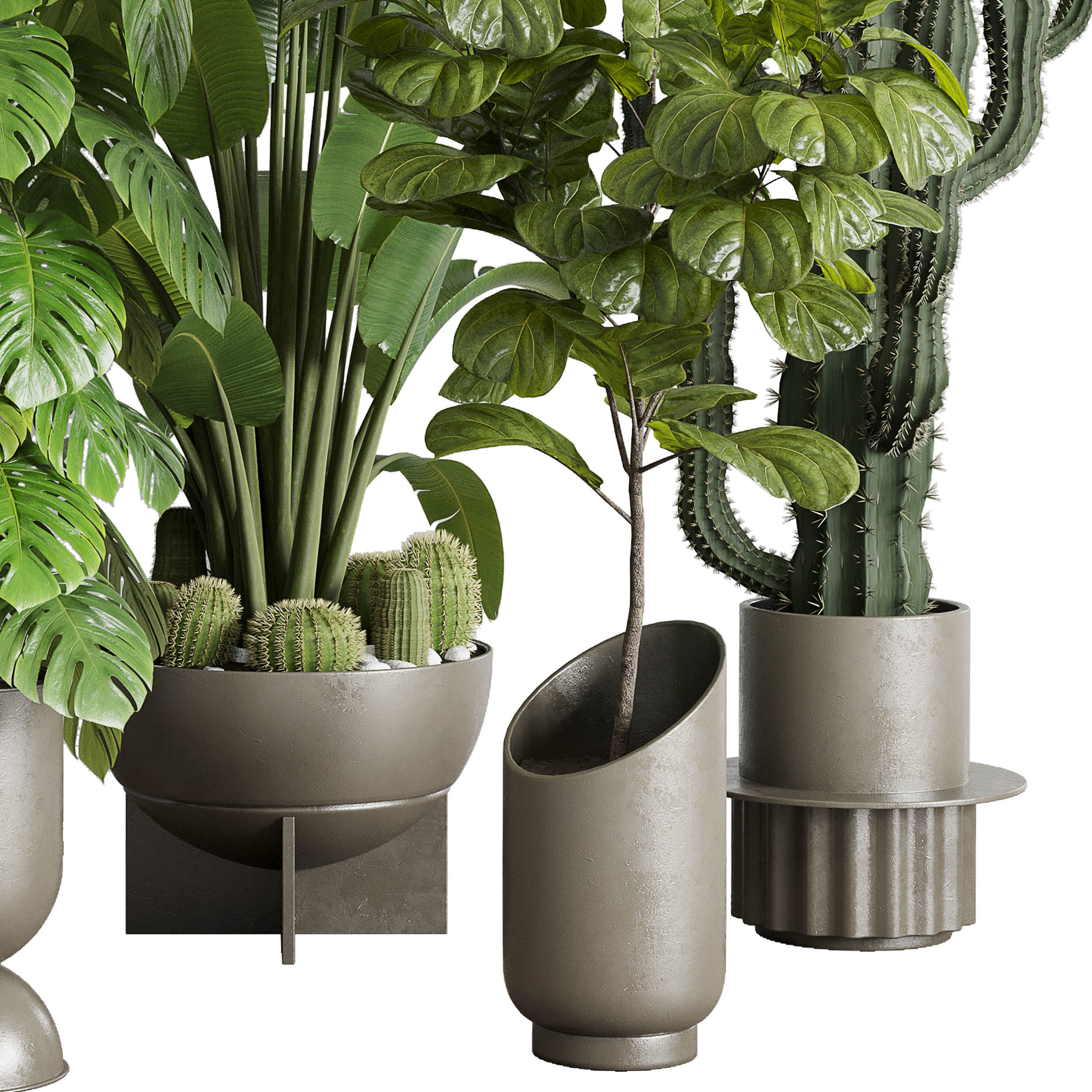 indoor plant set 353 ravenala palm lyrata cactus concrete dirt Low-poly 3D model_4