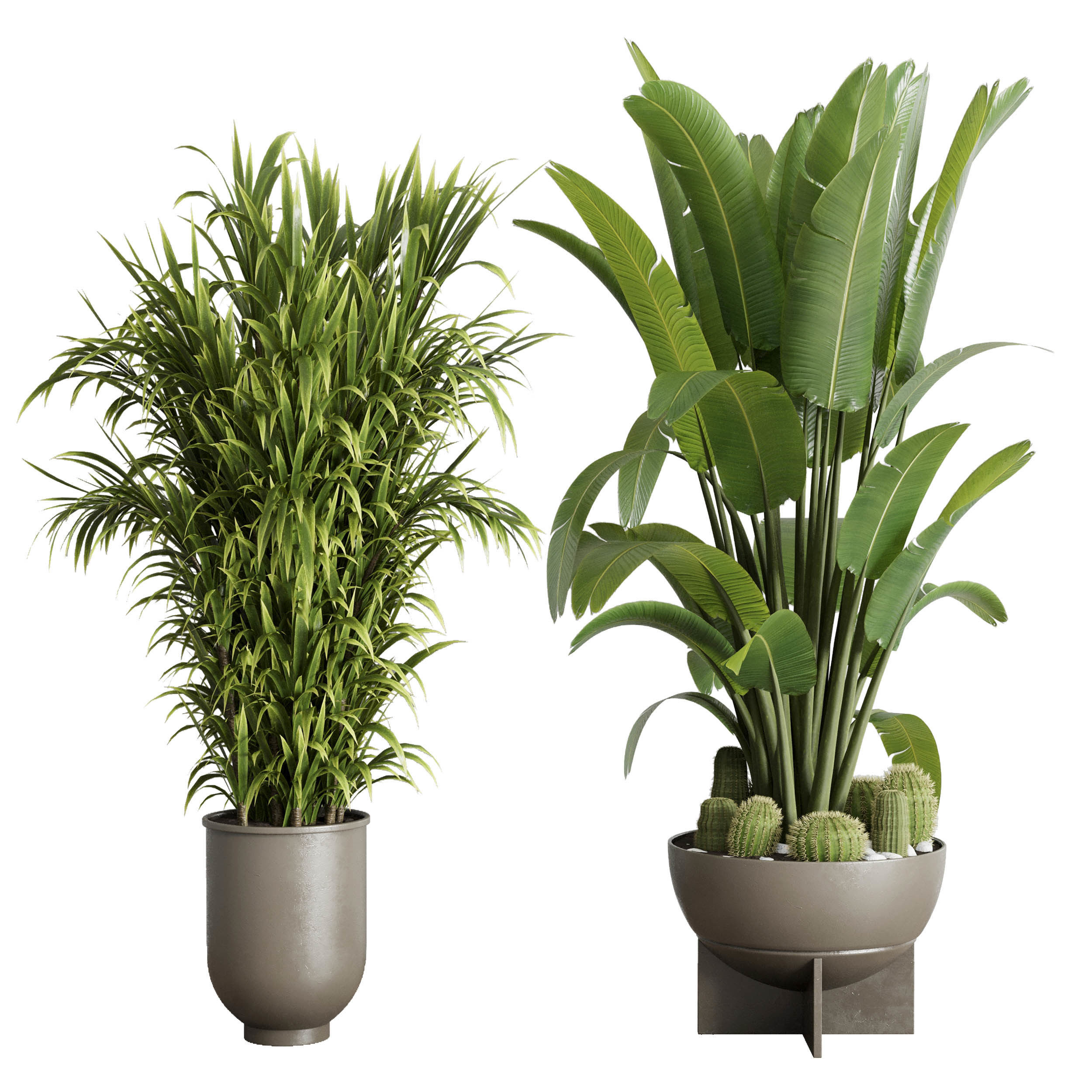 indoor plant set 353 ravenala palm lyrata cactus concrete dirt Low-poly 3D model_1