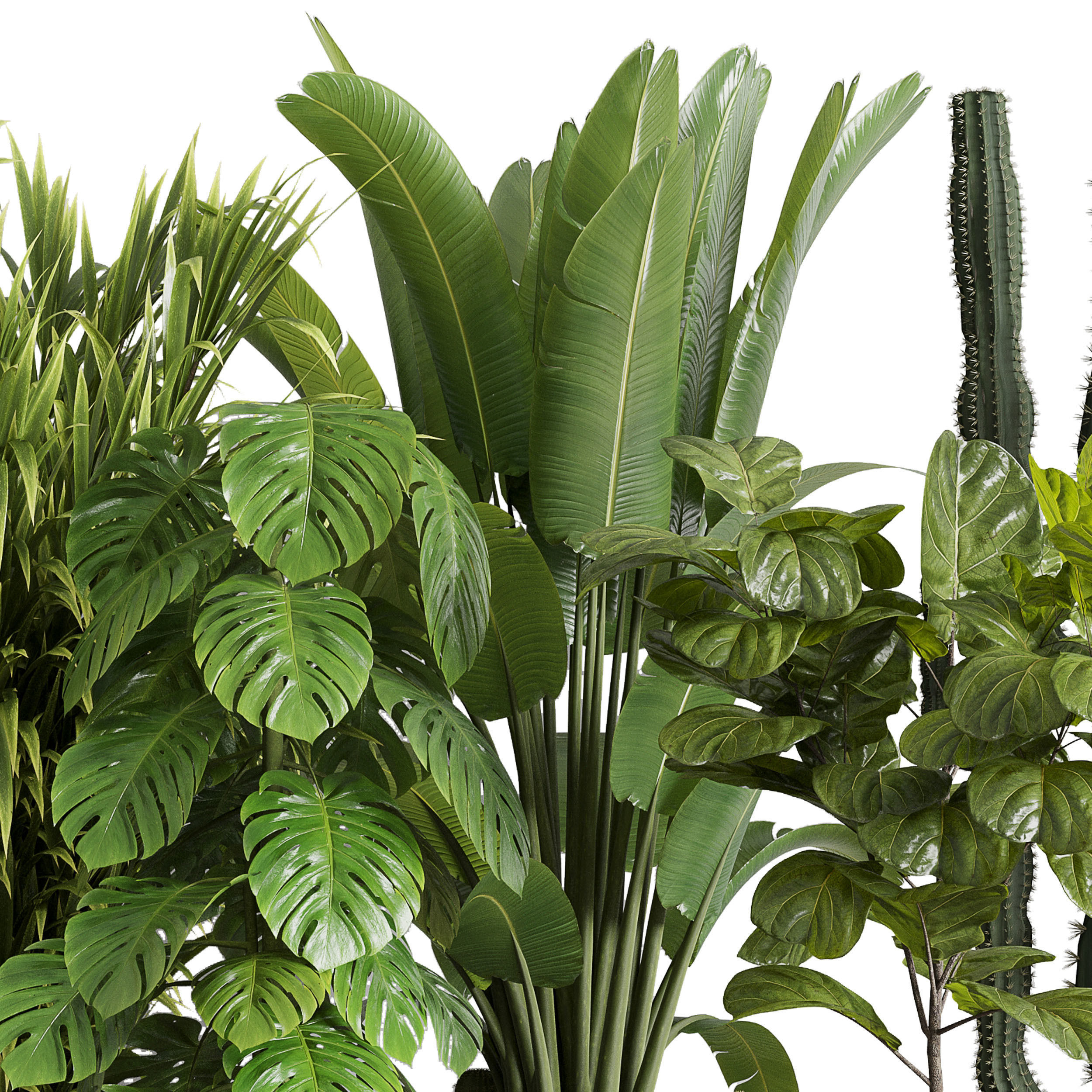 indoor plant set 353 ravenala palm lyrata cactus concrete dirt Low-poly 3D model_3