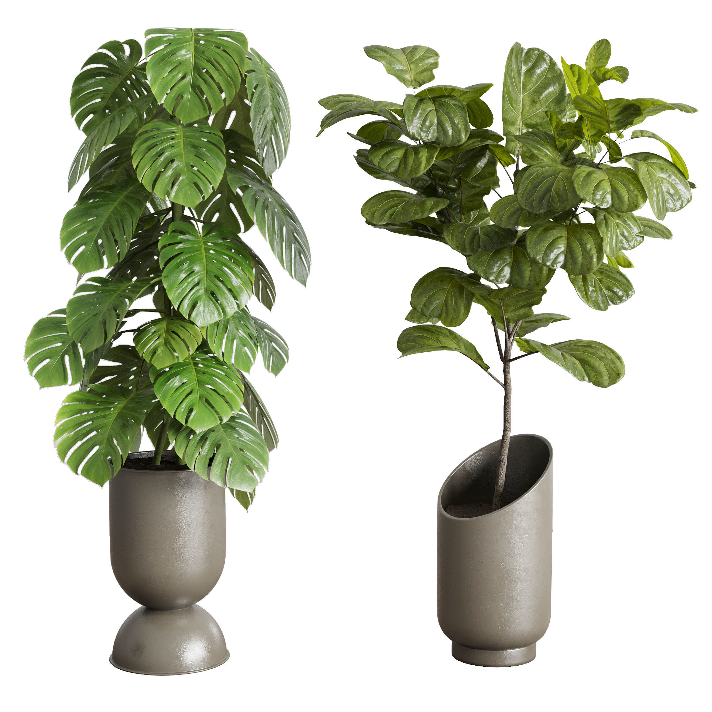 indoor plant set 353 ravenala palm lyrata cactus concrete dirt Low-poly 3D model_2