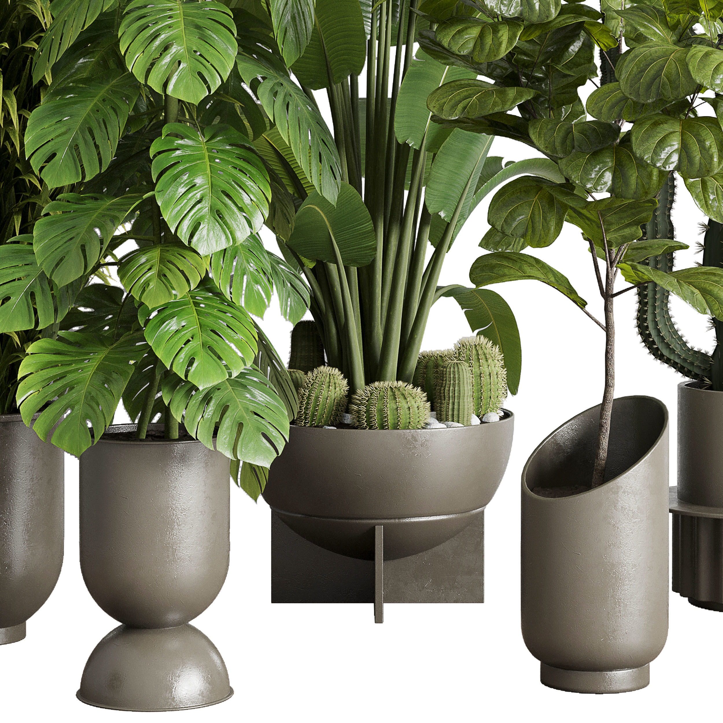 indoor plant set 353 ravenala palm lyrata cactus concrete dirt Low-poly 3D model_5